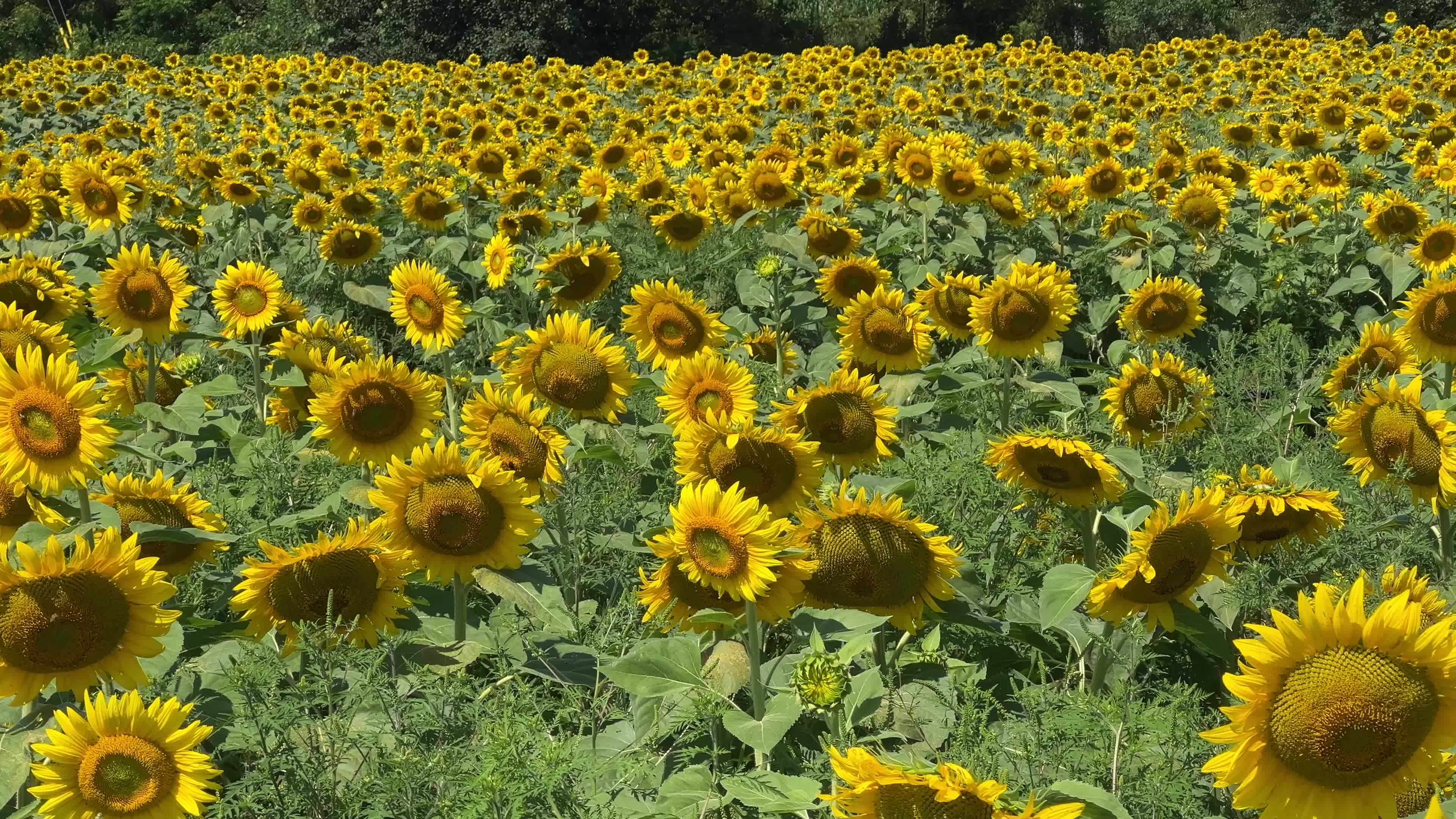 Agriculture in Canada - Sunflowers