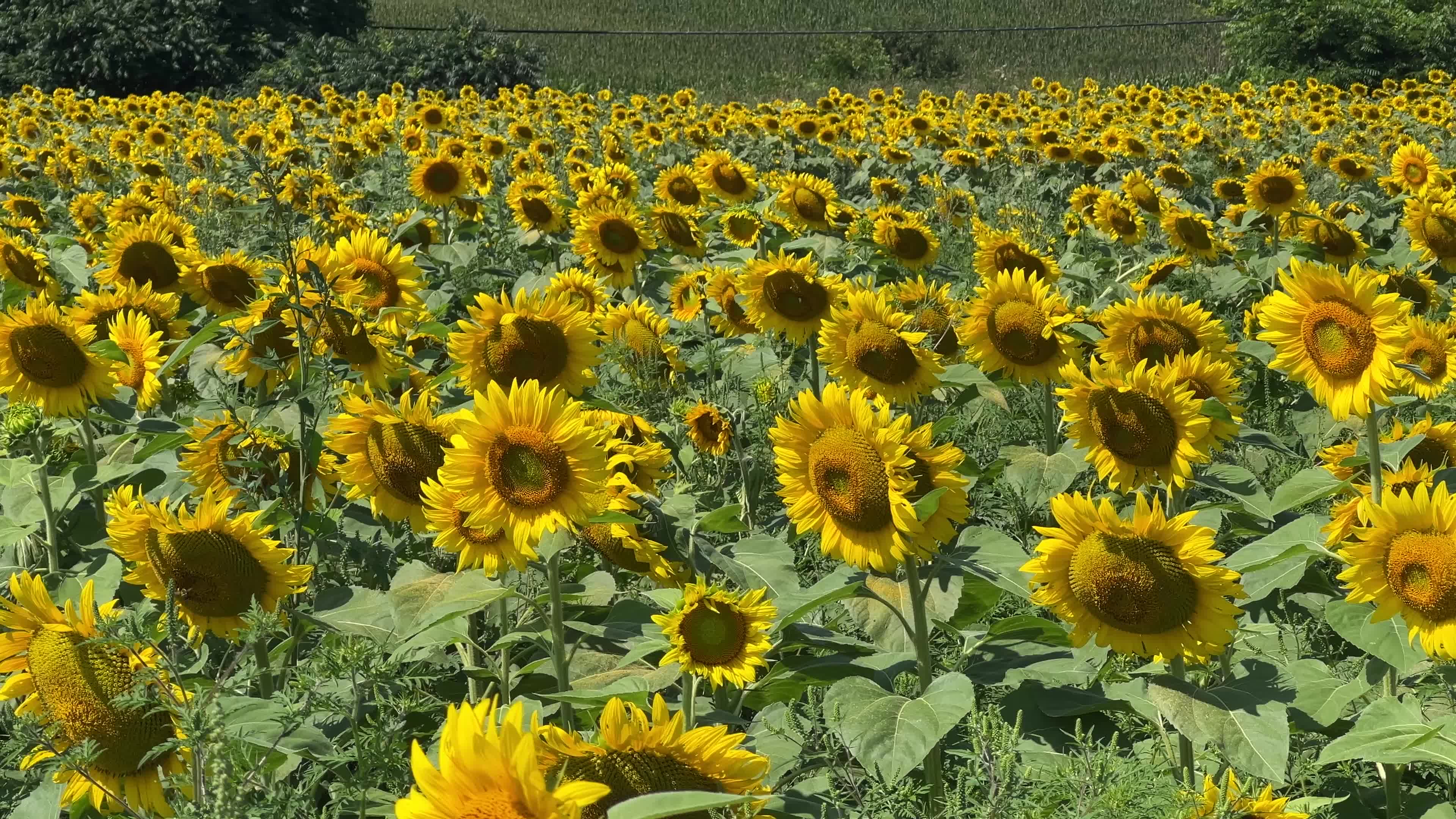 Agriculture in Canada - Sunflowers