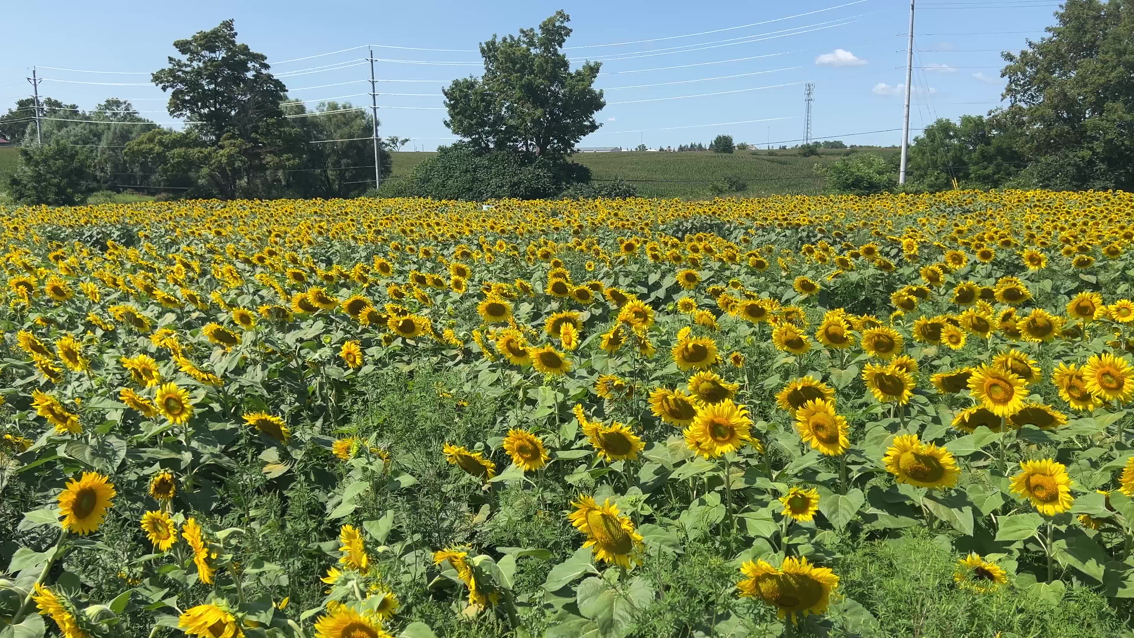 Agriculture in Canada - Sunflowers