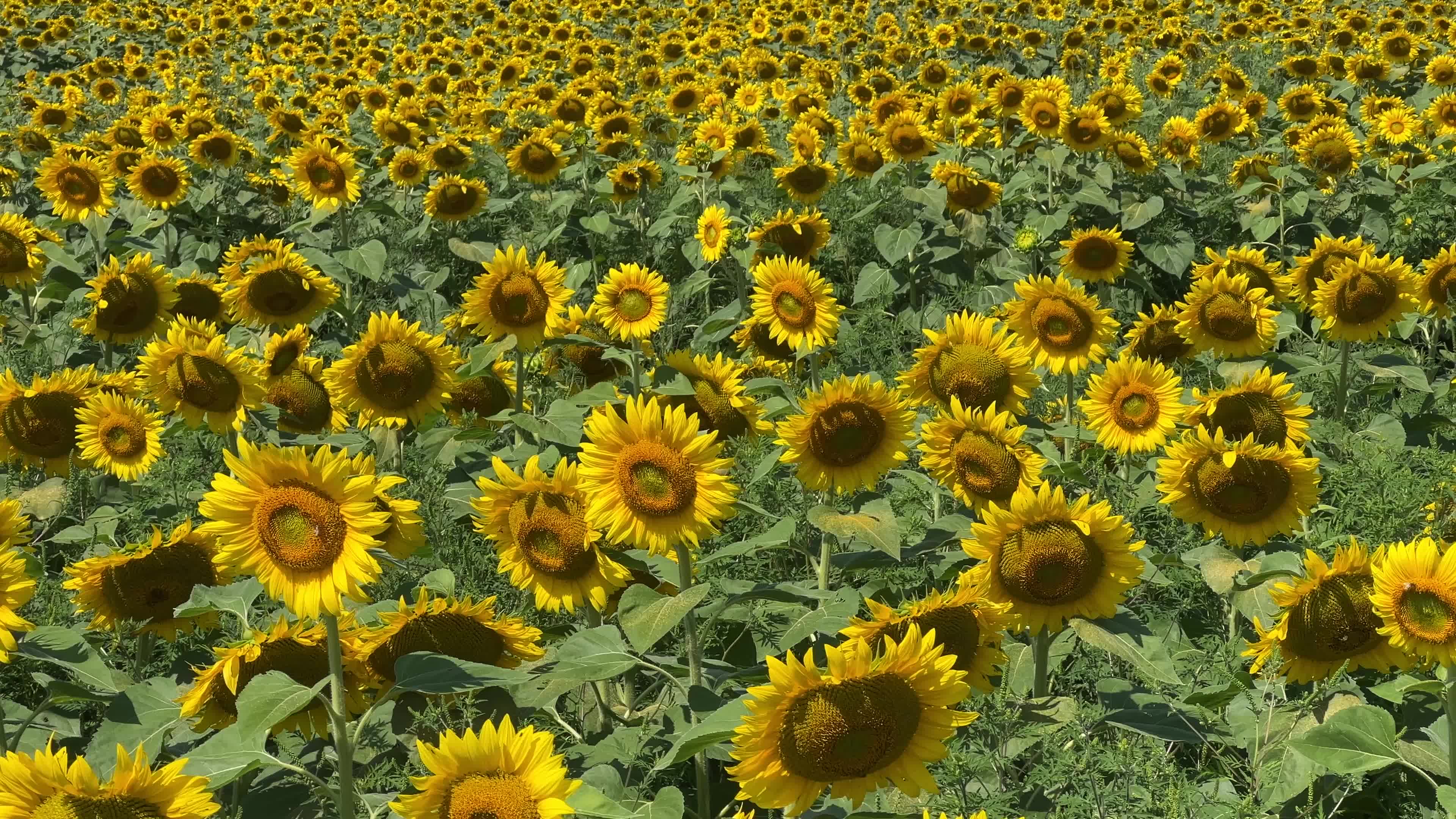 Agriculture in Canada - Sunflowers