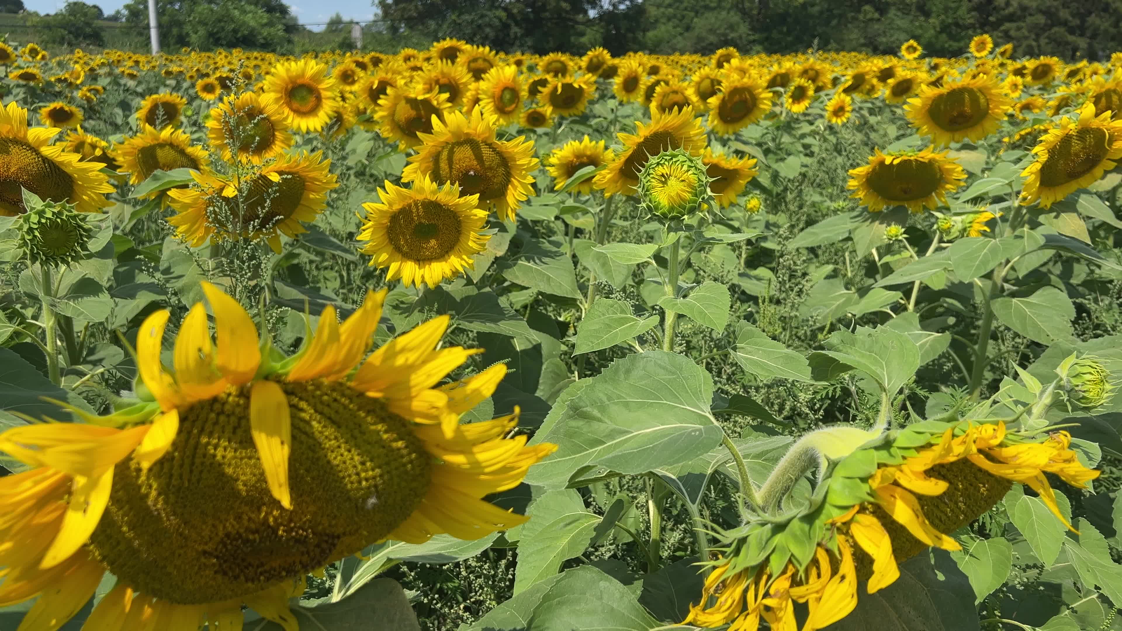 Agriculture in Canada - Sunflowers