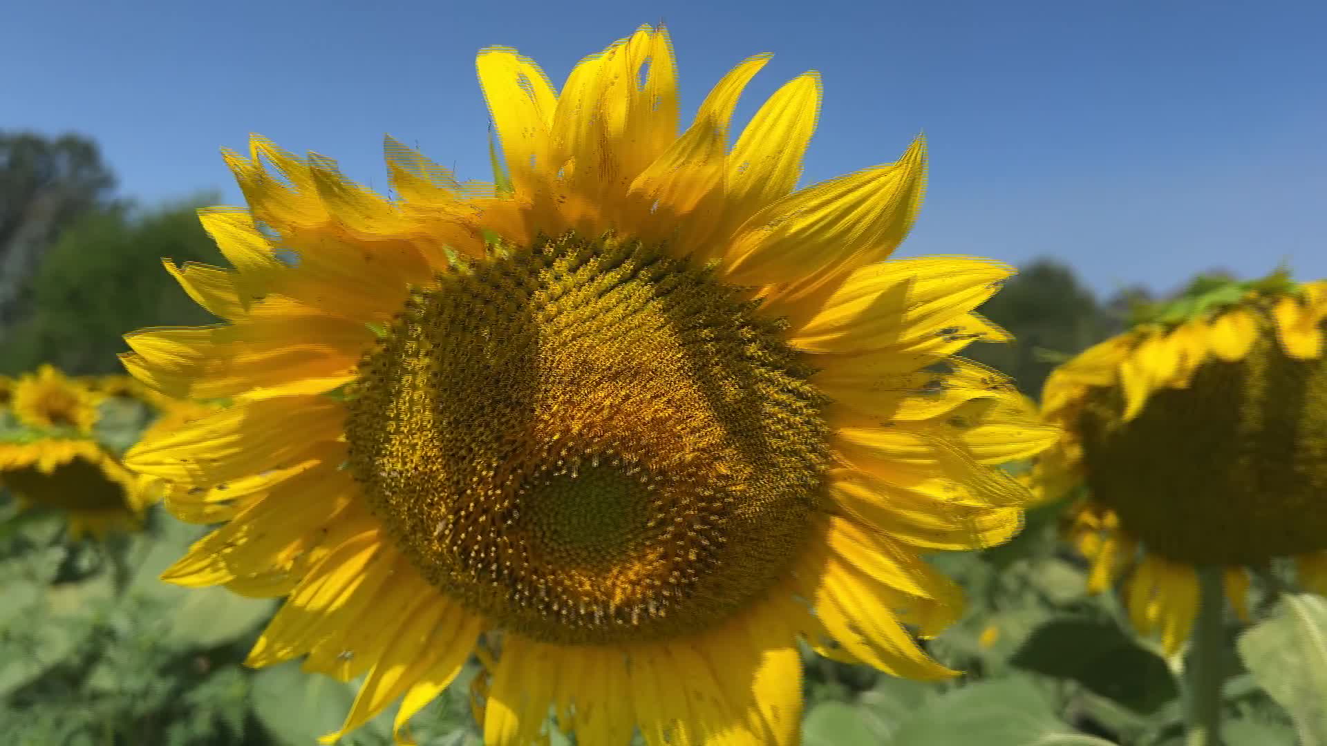 Agriculture in Canada - Sunflowers - 08/09/2026