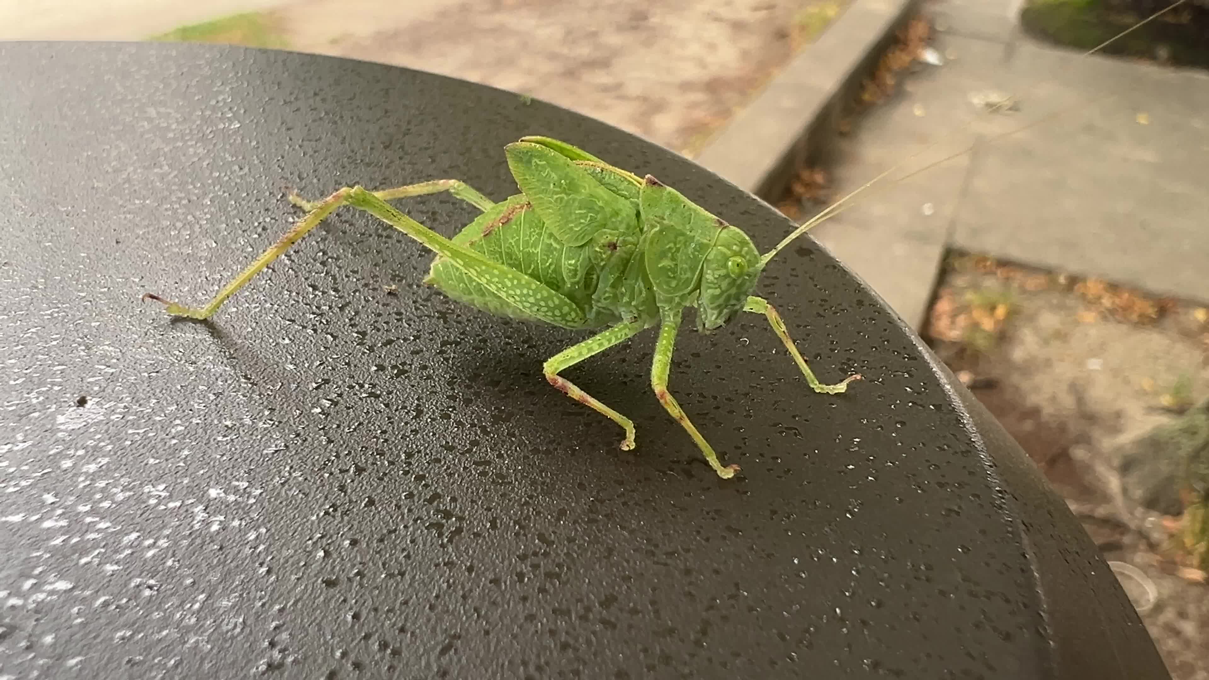 Greater Angle-wing Katydid