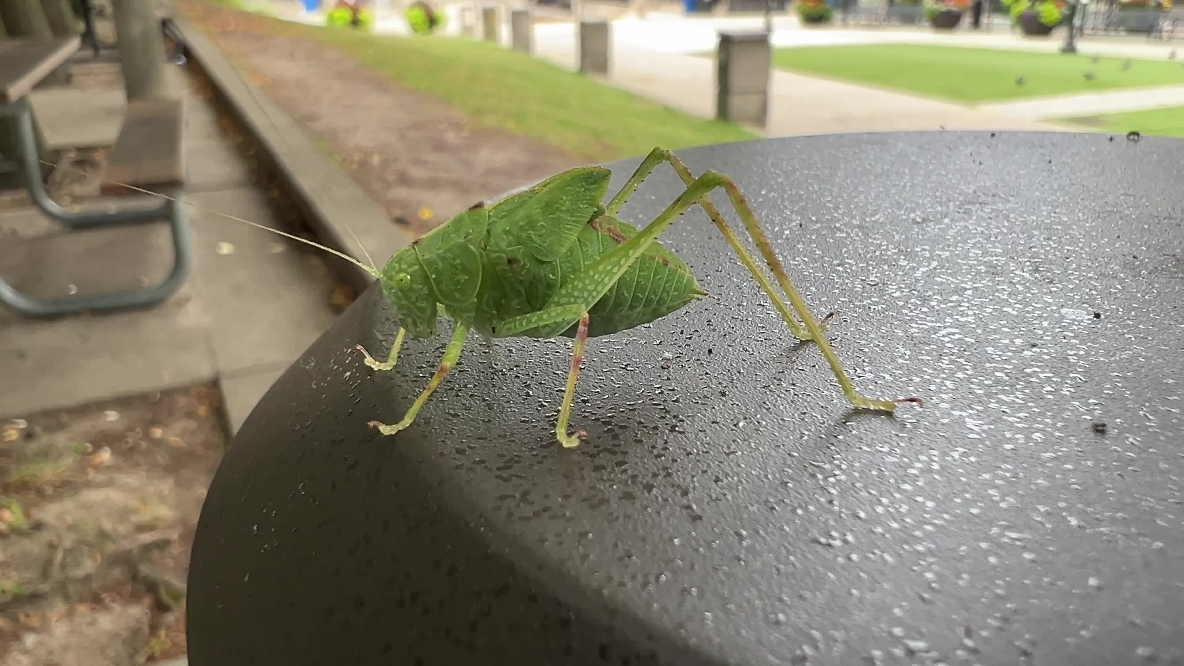 Greater Angle-wing Katydid
