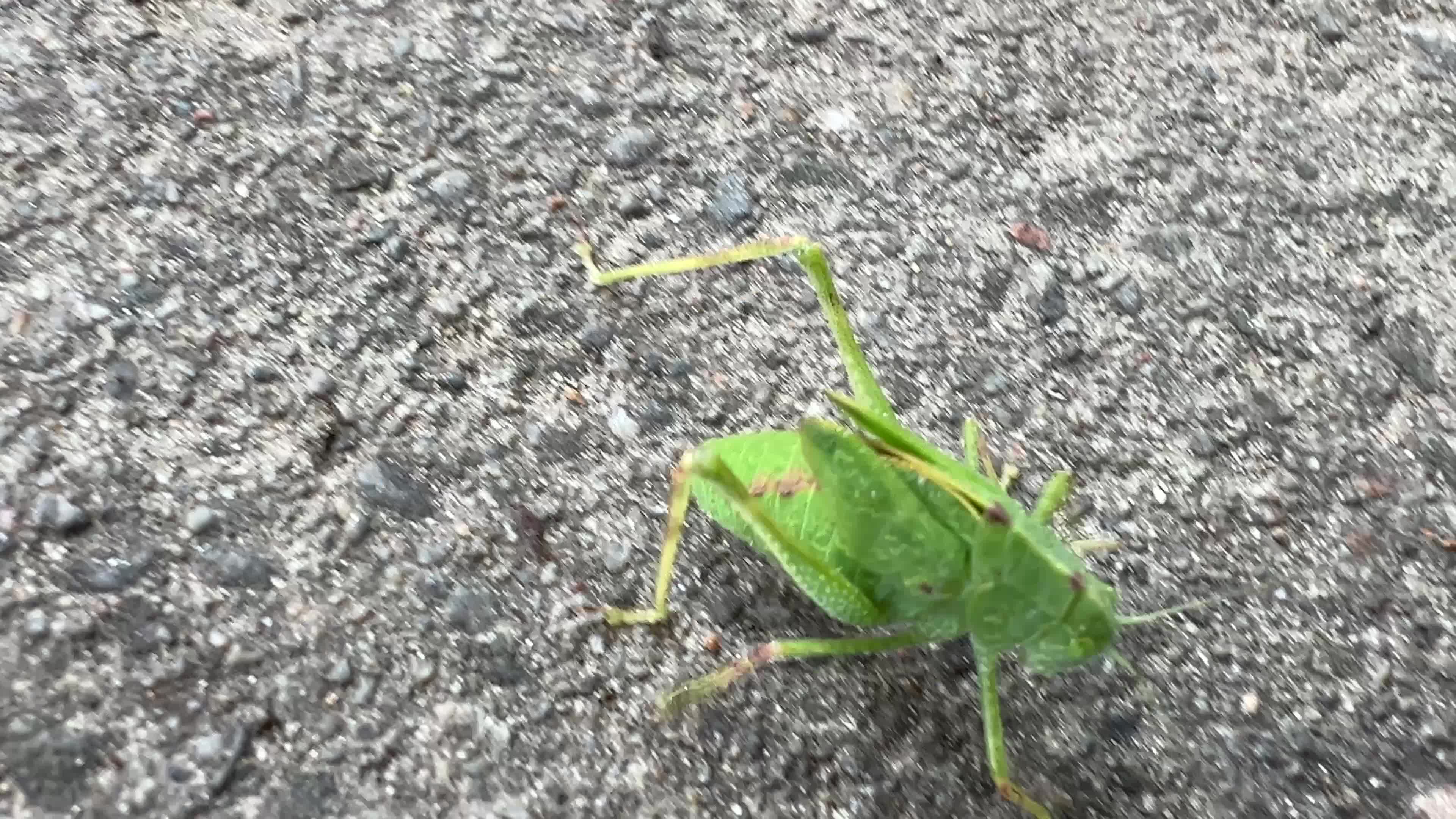 Greater Angle-wing Katydid