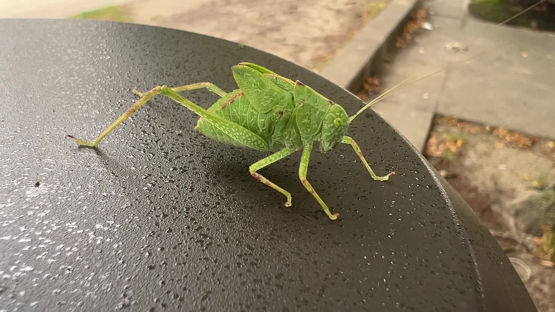 Greater Angle-wing Katydid - 08/10/2026