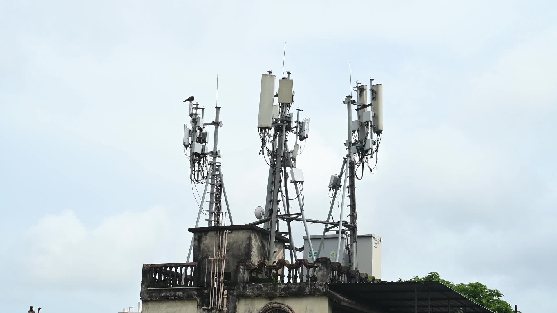 Rooftop Cell Site in India - Black Kite Bird - Telecommunications - Animal India