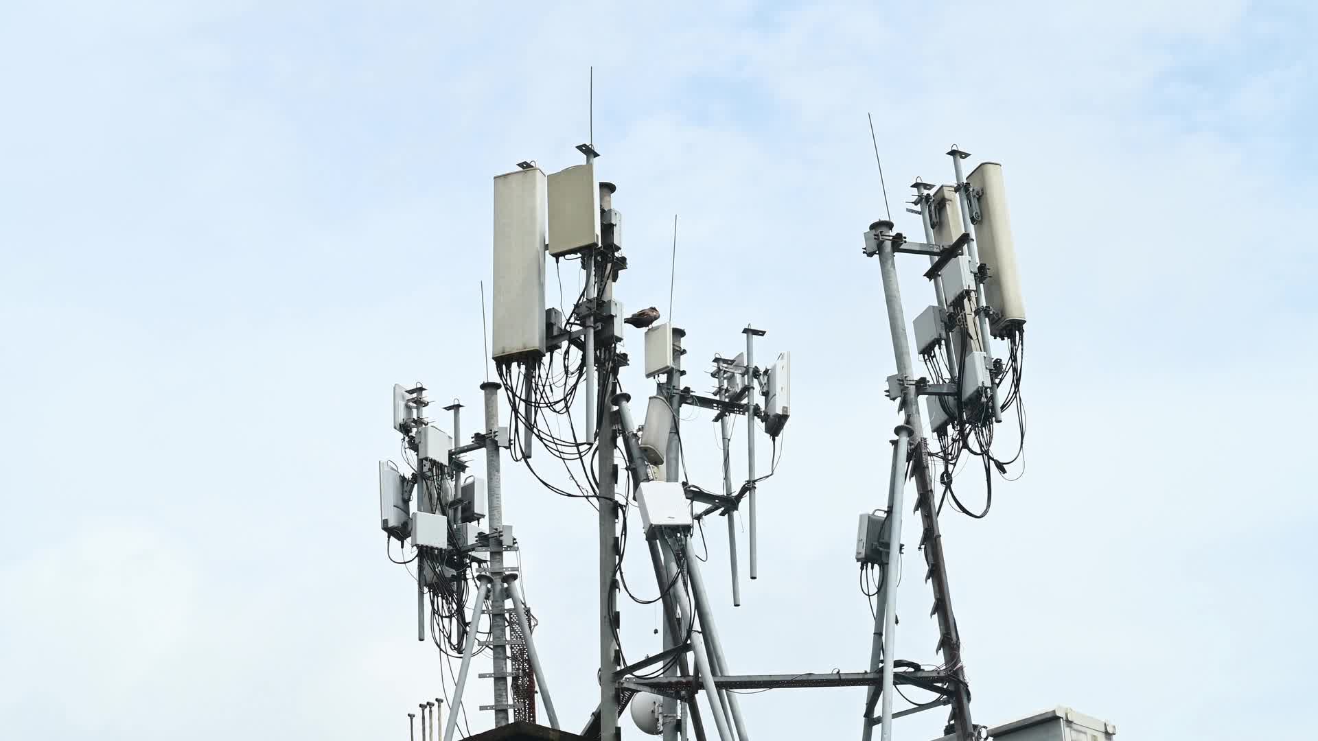 Rooftop Cell Site in India - Black Kite Bird - Telecommunications - Animal India