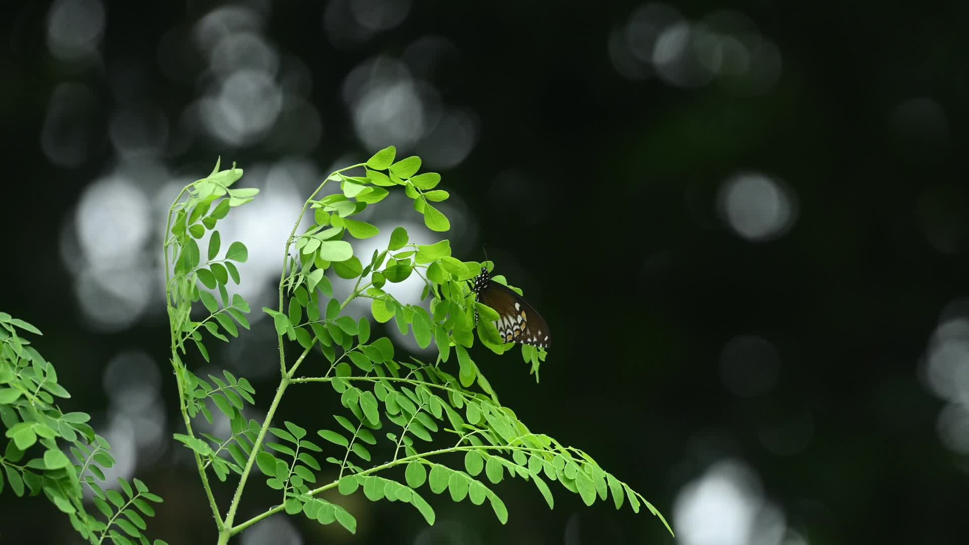 Common Mime (Papilio clytia) - Butterfly - Moringa tree - Biodiversity - Animal India
