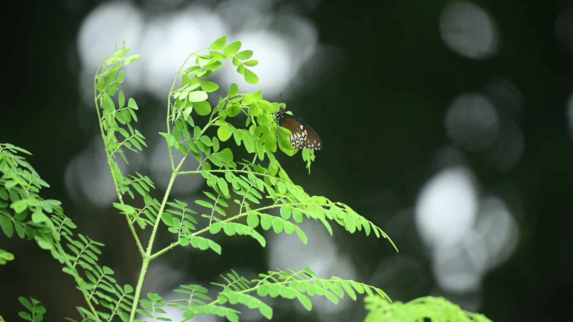 Common Mime (Papilio clytia) - Butterfly - Moringa tree - Biodiversity - Animal India