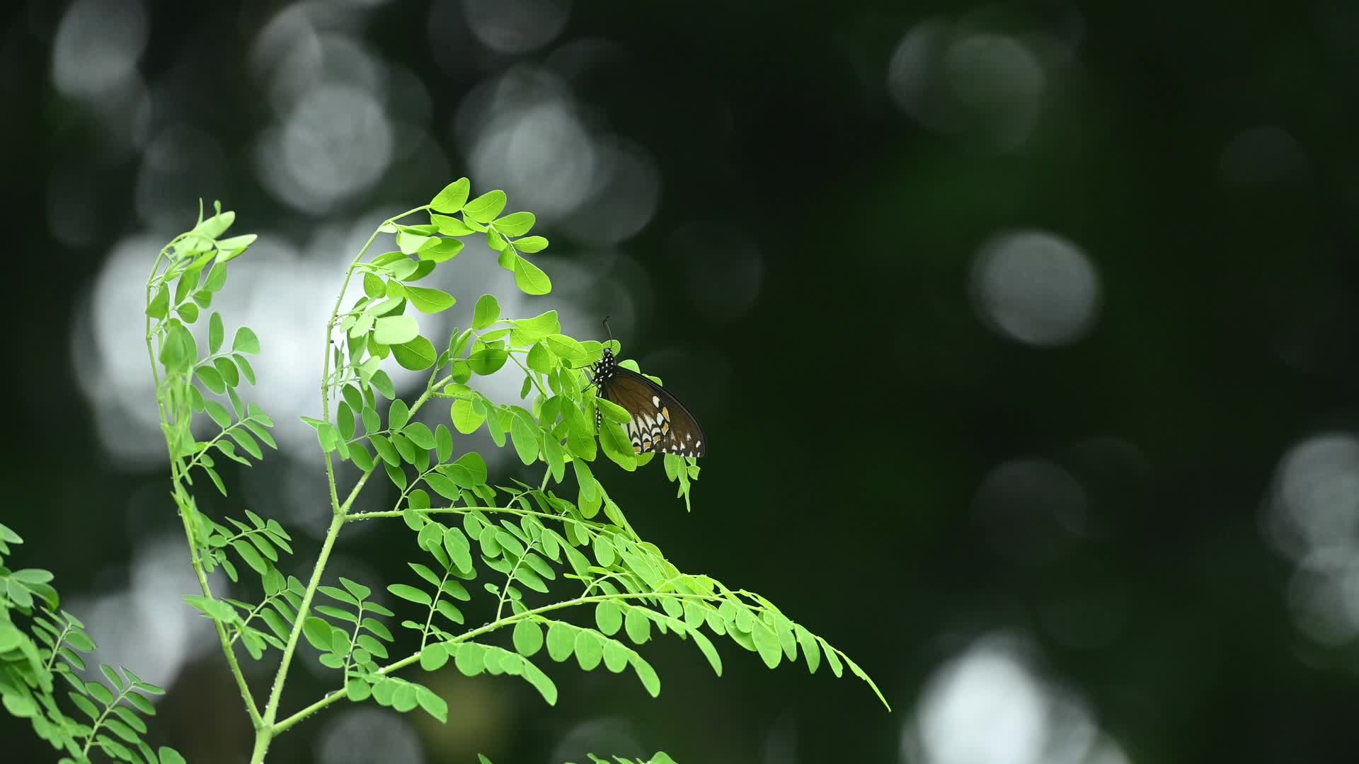 Common Mime (Papilio clytia) - Butterfly - Moringa tree - Biodiversity - Animal India