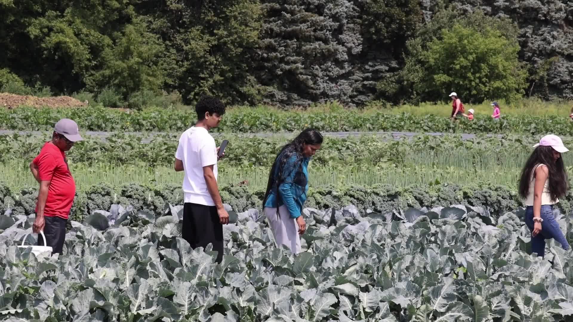 Agriculture in Canada - Cabbage