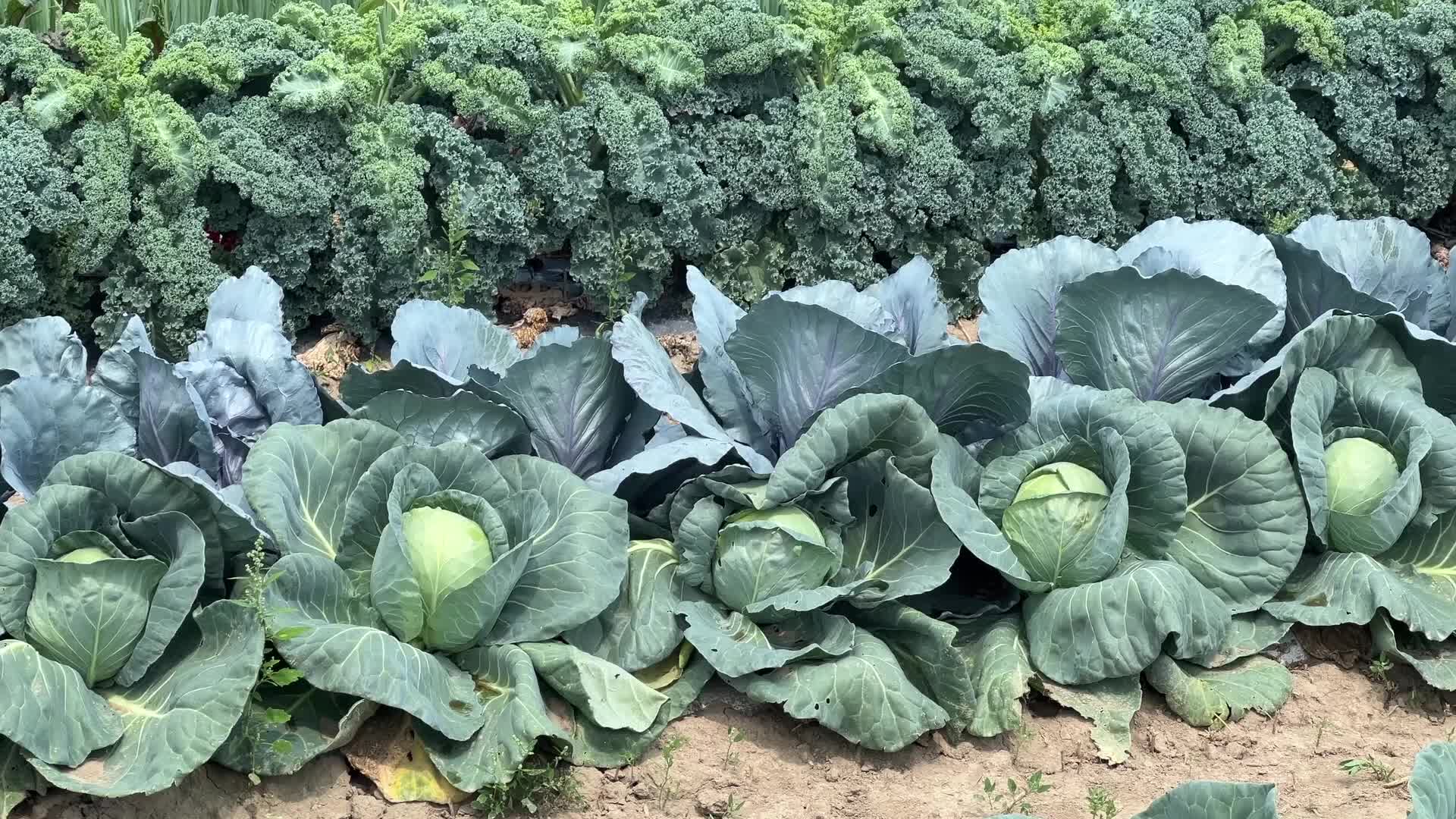 Agriculture in Canada - Cabbage