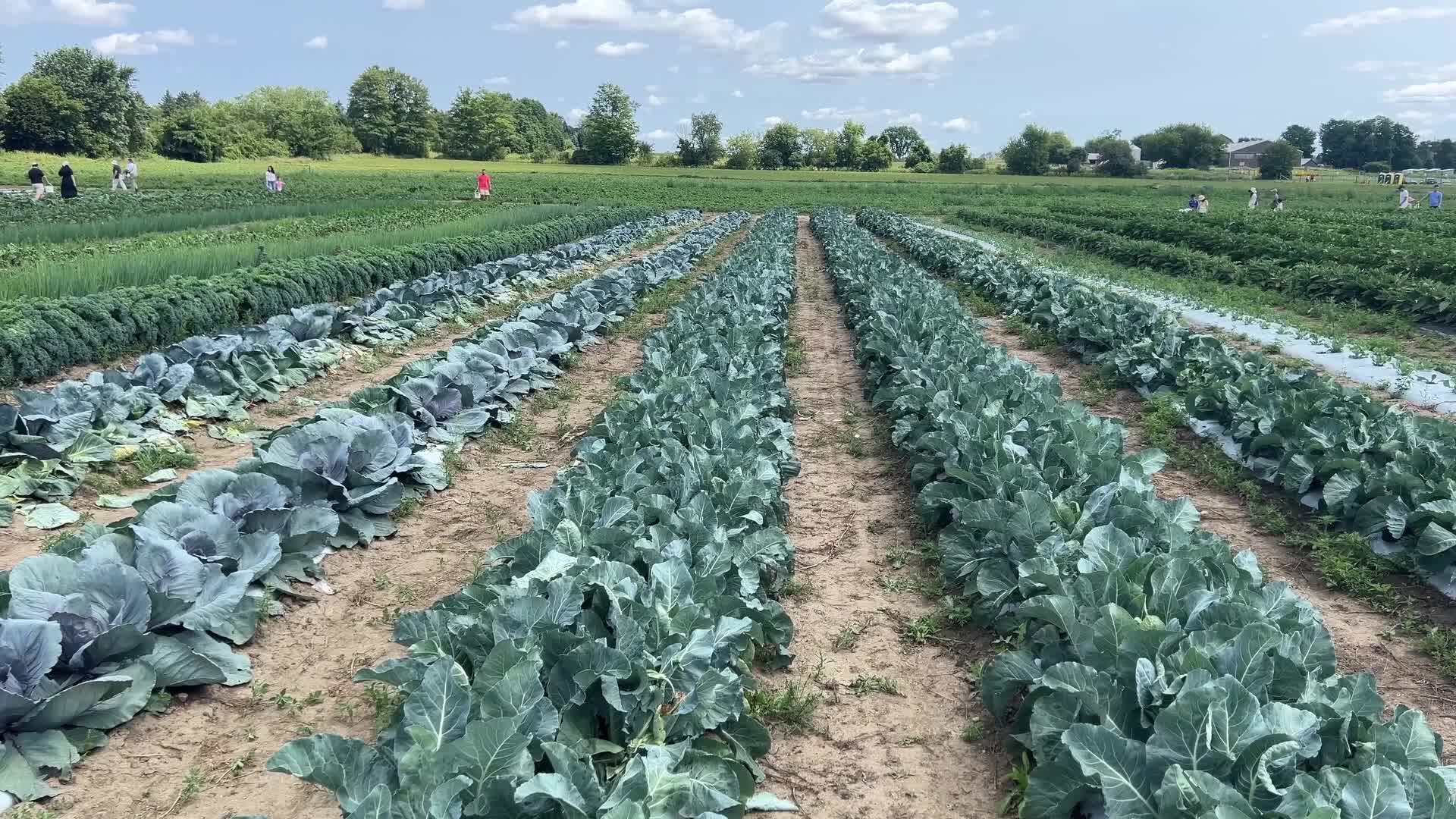 Agriculture in Canada - Cabbage