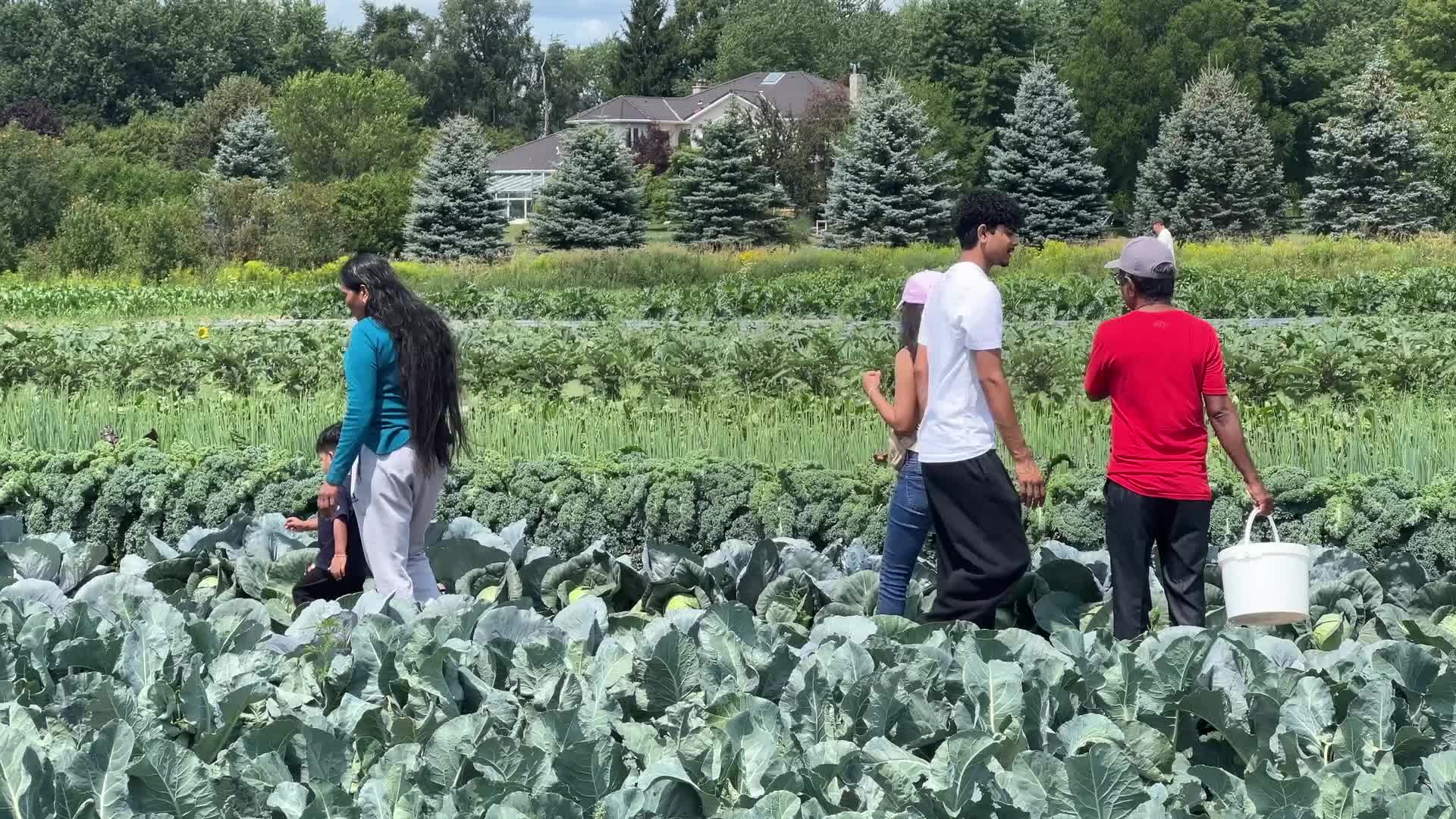 Agriculture in Canada - Cabbage