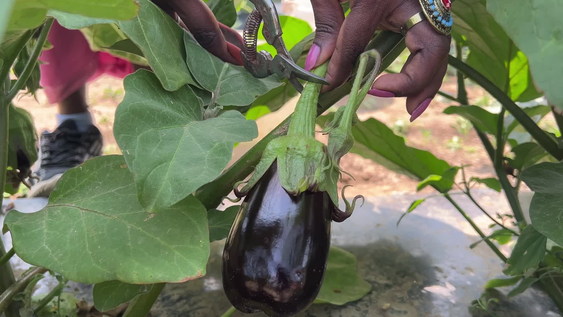 Agriculture in Canada - Eggplant