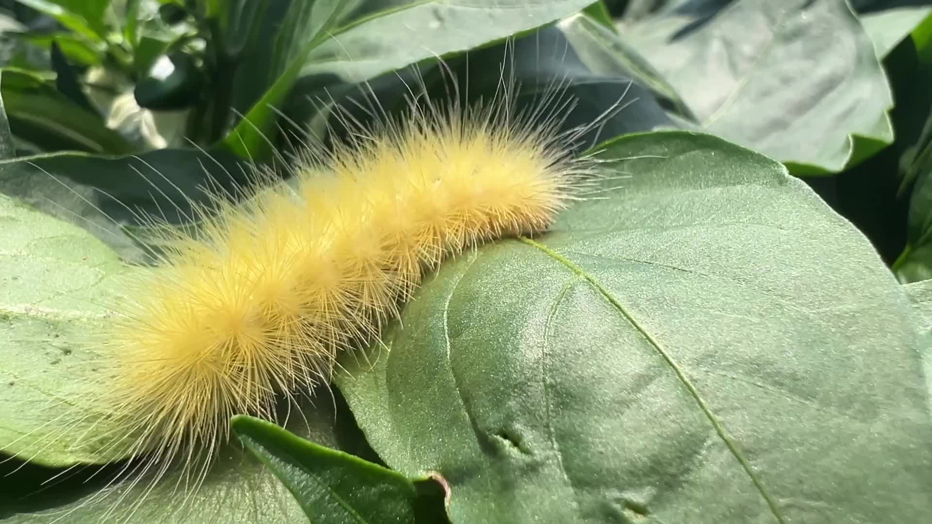 Yellow woolly bear caterpillar
