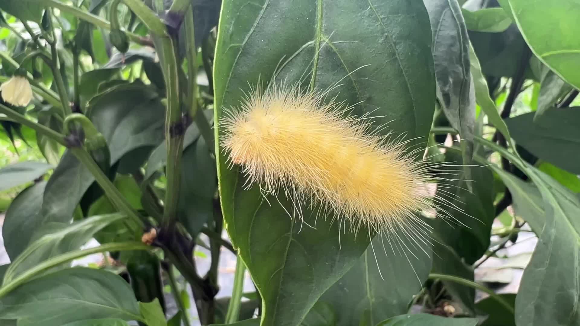 Yellow woolly bear caterpillar