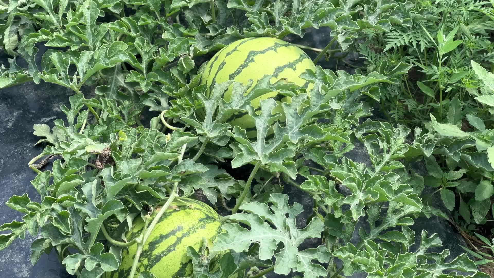 Watermelon farm