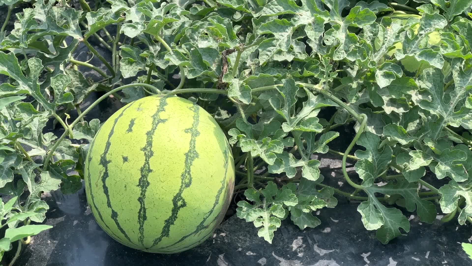 Watermelon farm
