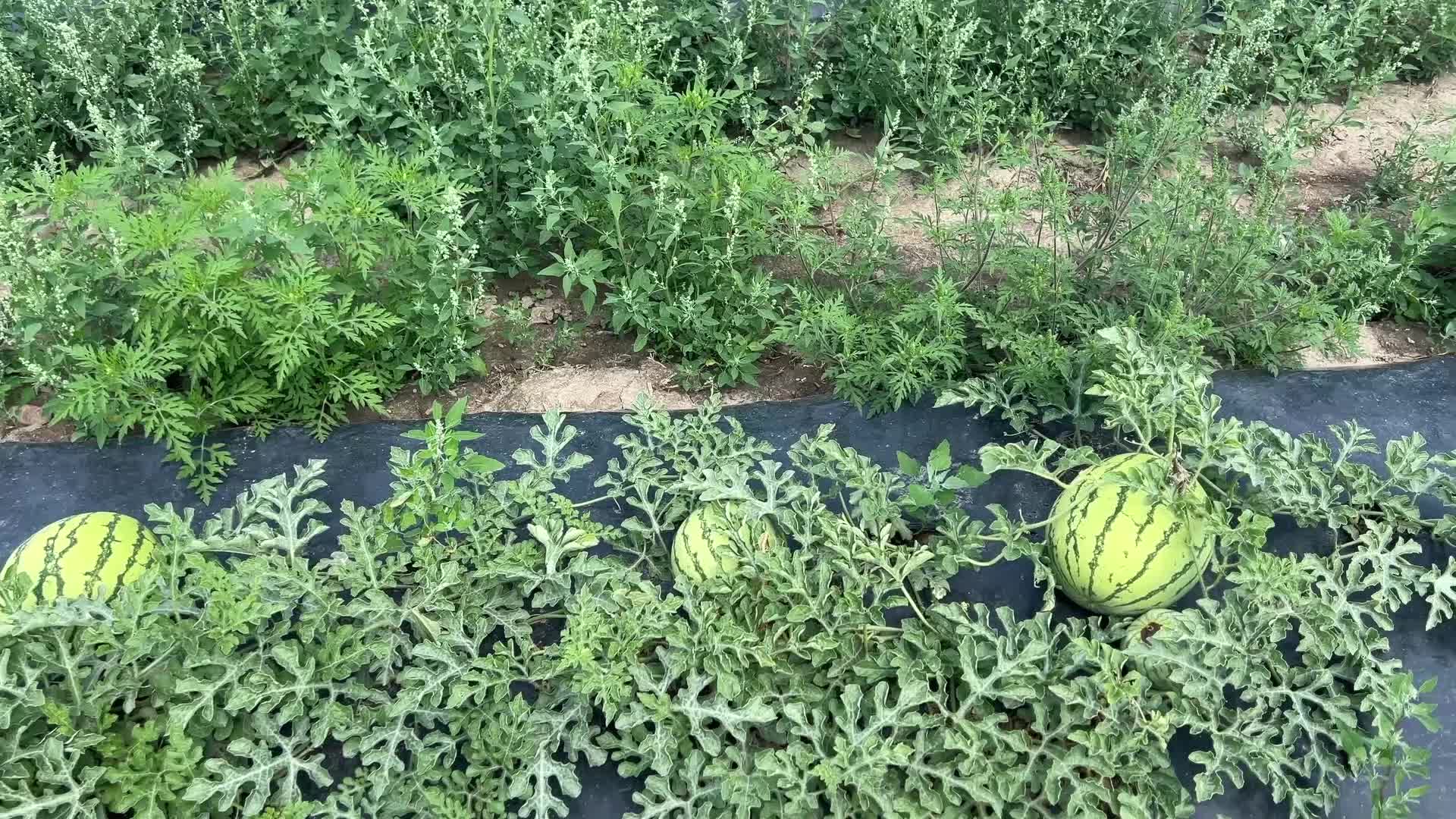 Watermelon farm