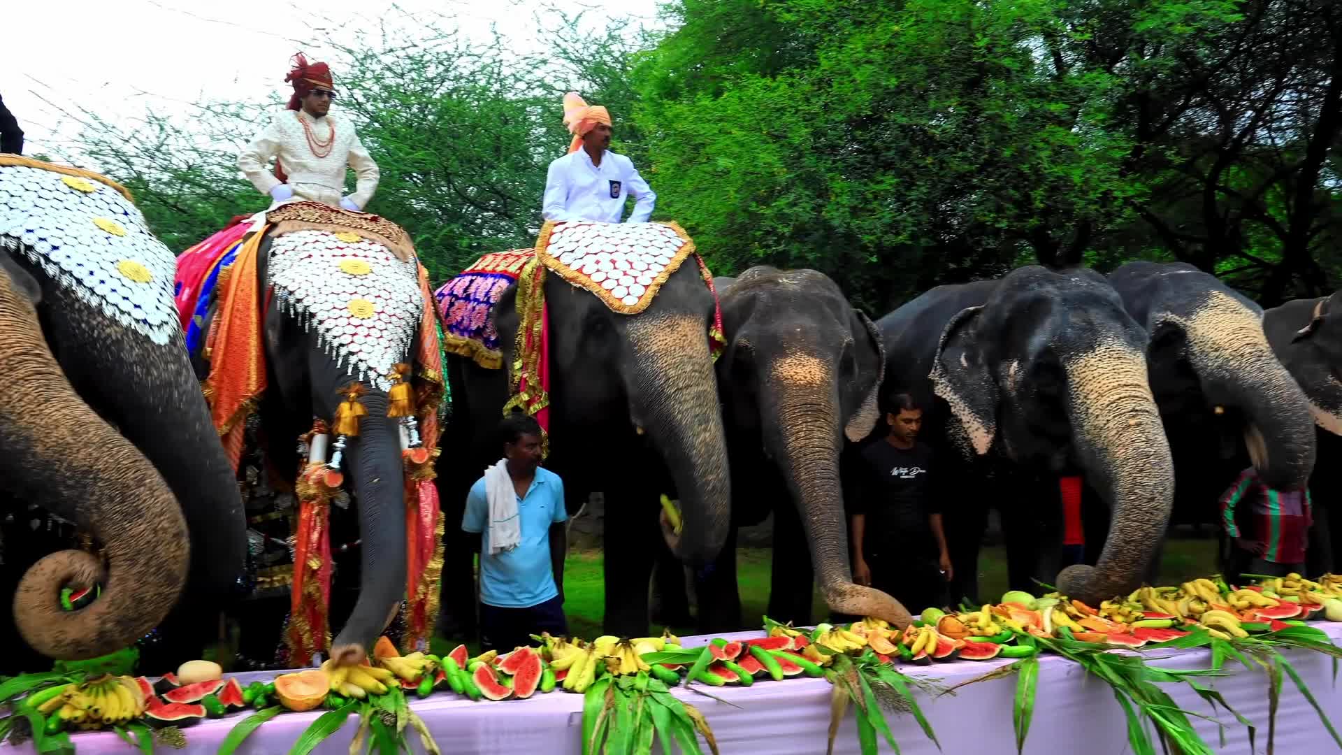 Elephant Fashion Show In Jaipur