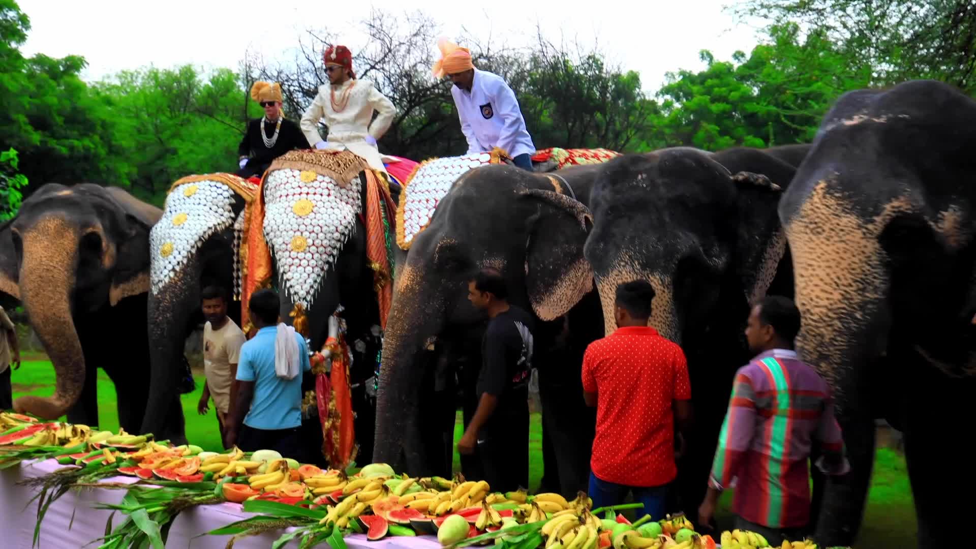Elephant Fashion Show In Jaipur