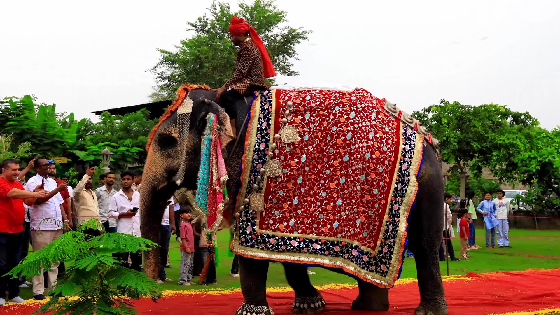 Elephant Fashion Show In Jaipur