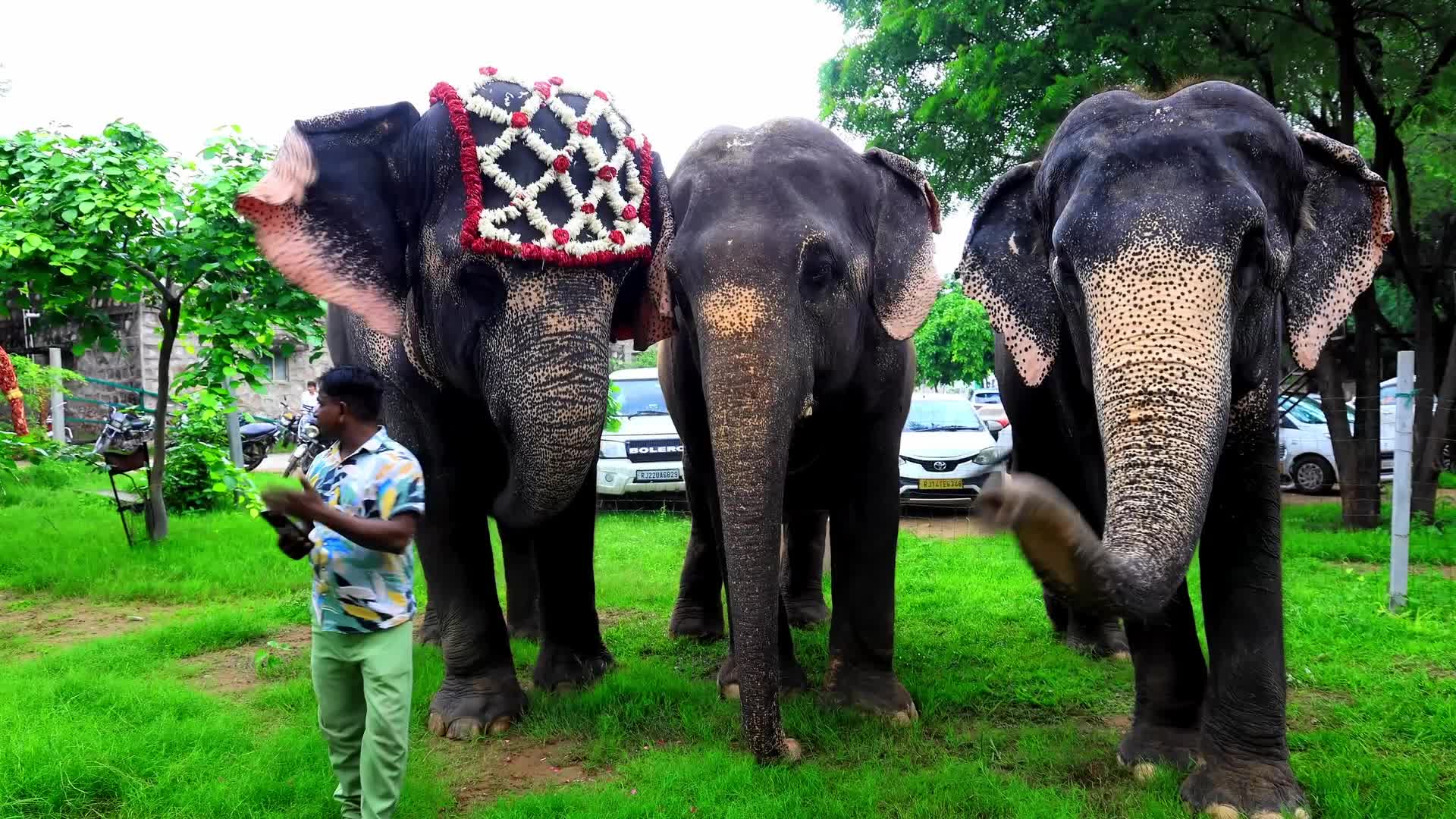 Elephant Fashion Show In Jaipur