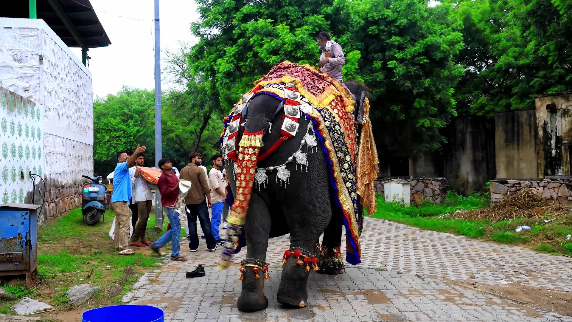 Elephant Fashion Show In Jaipur