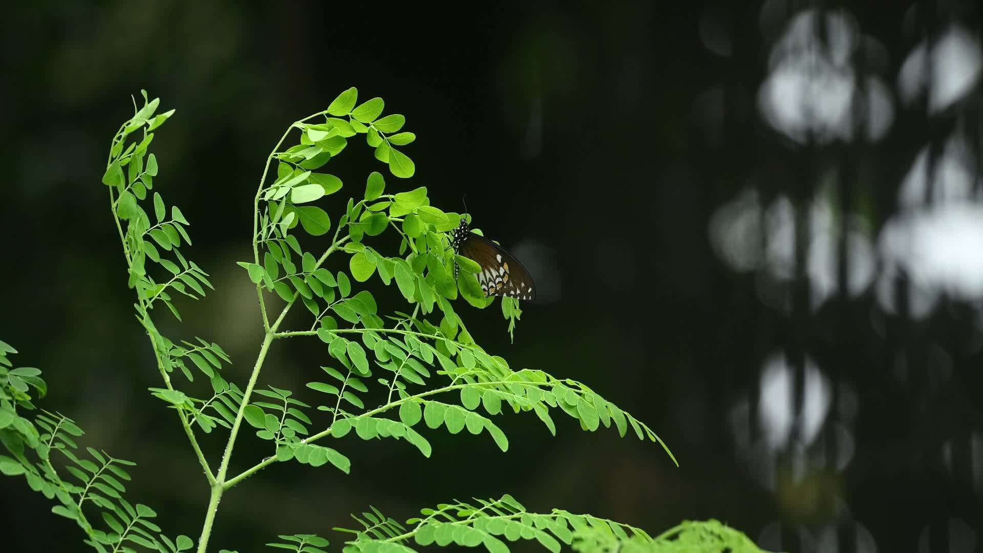 Common Mime (Papilio clytia) - Butterfly - Moringa tree - Biodiversity - Animal India