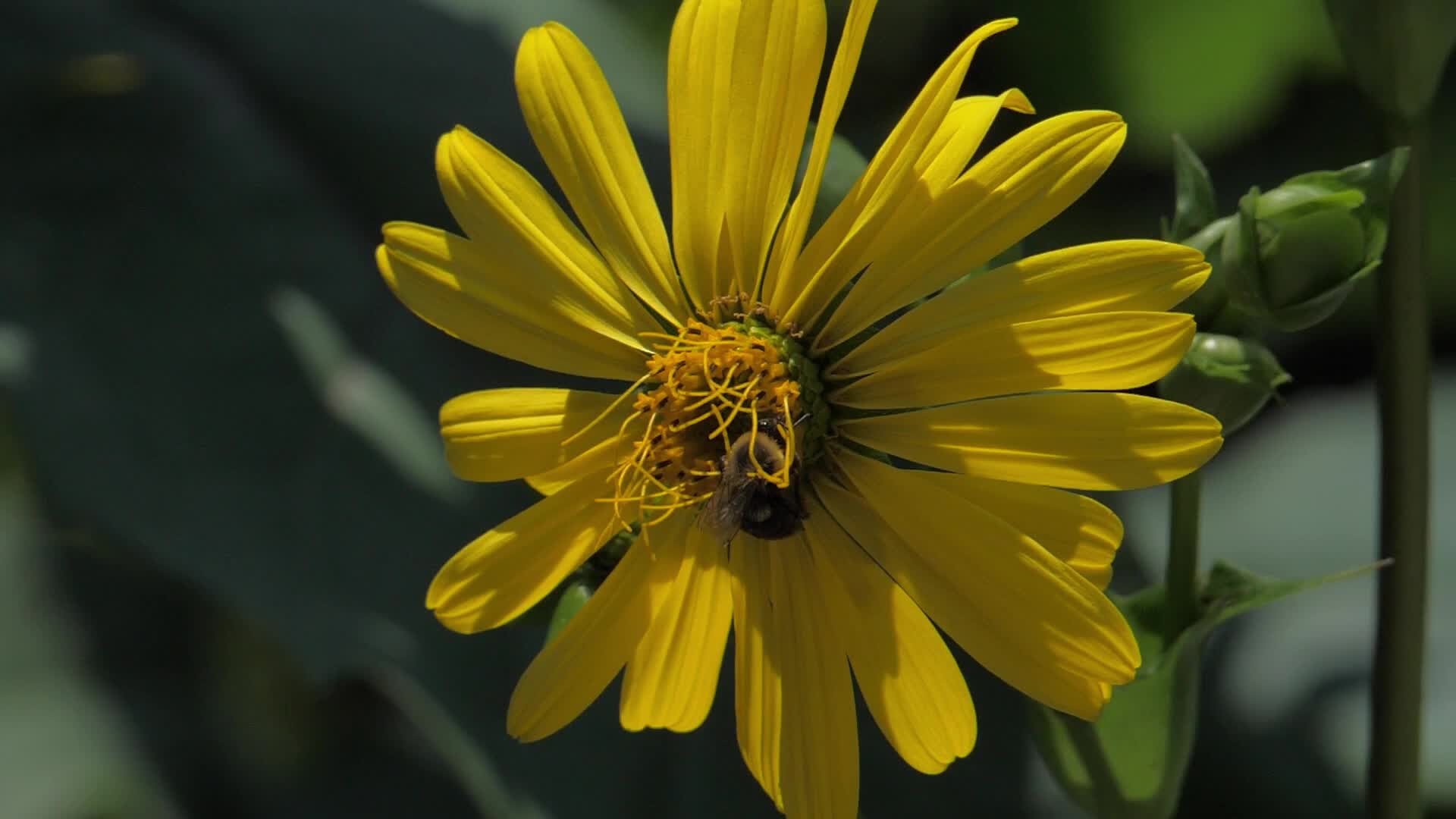 Bees, Toronto/Canada