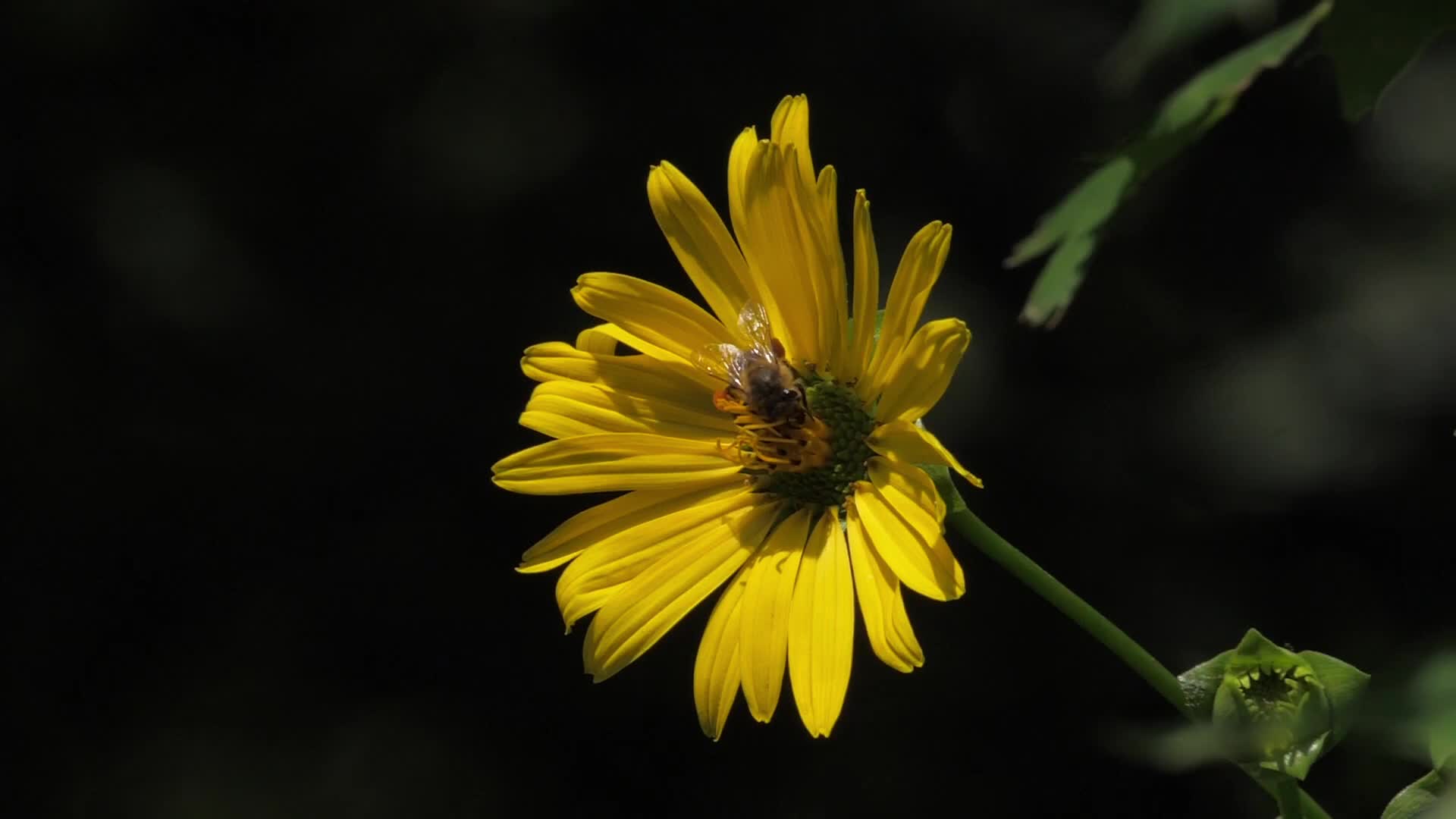 Bees, Toronto/Canada