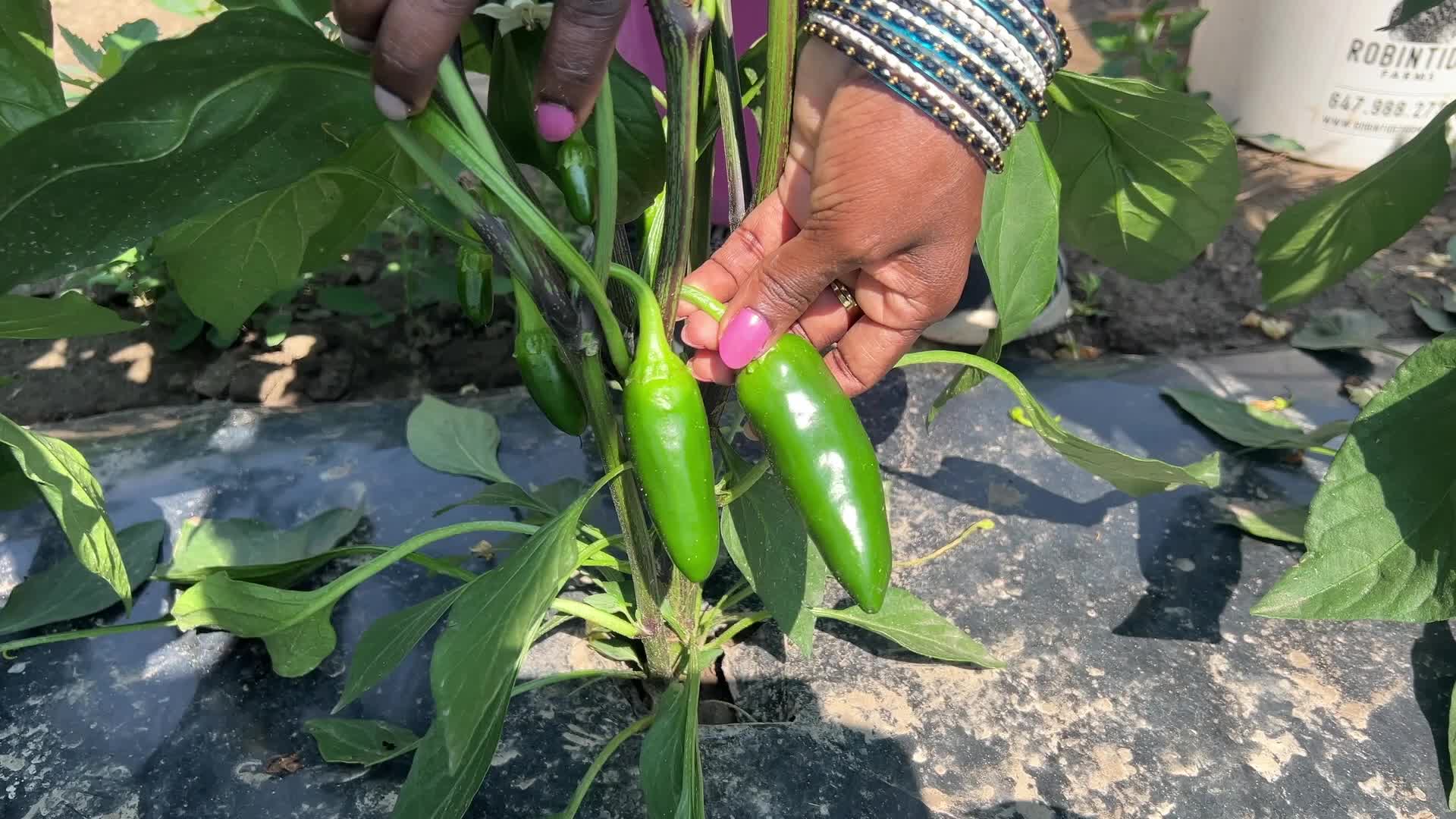 Agriculture in Canada - Jalapenos