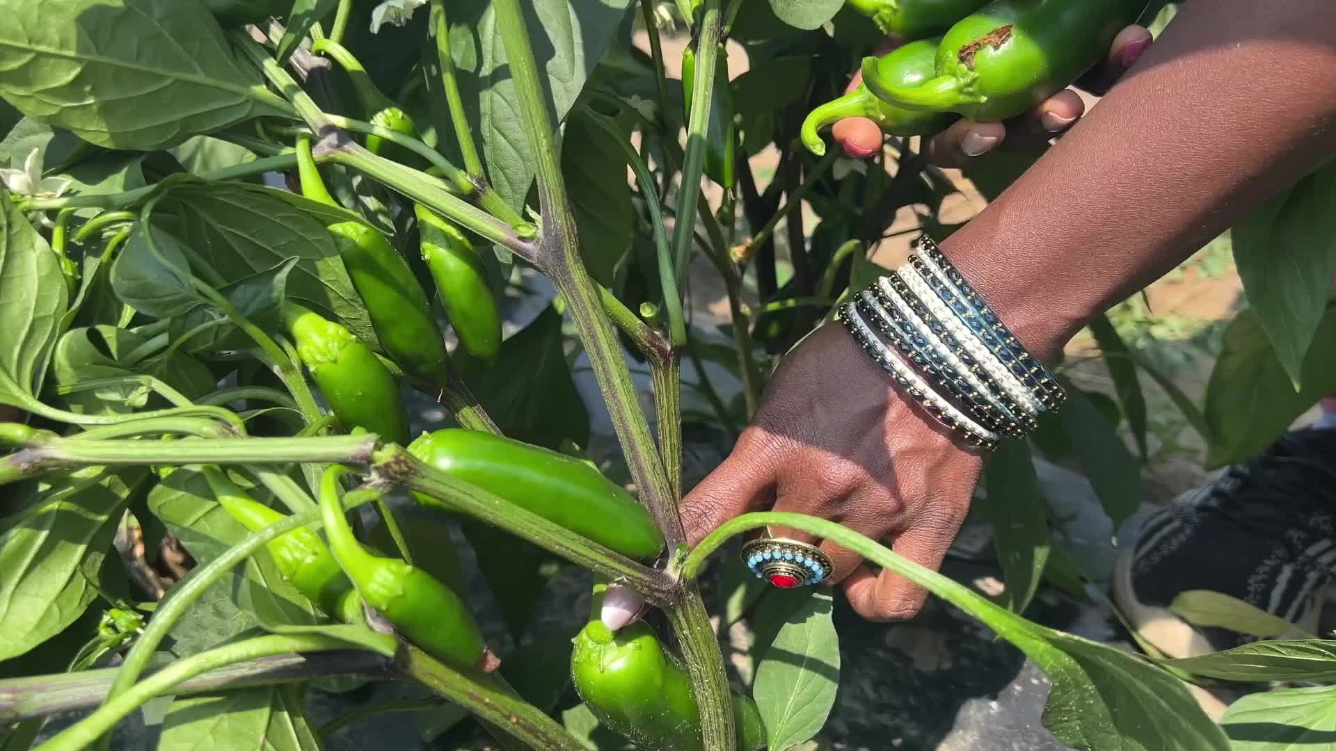 Agriculture in Canada - Jalapenos