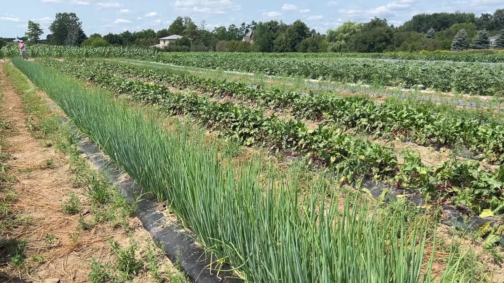 Agriculture in Canada - Onions