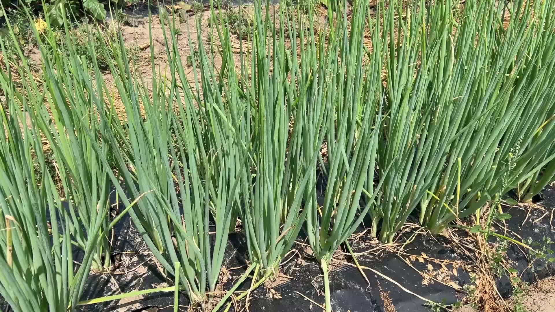 Agriculture in Canada - Onions