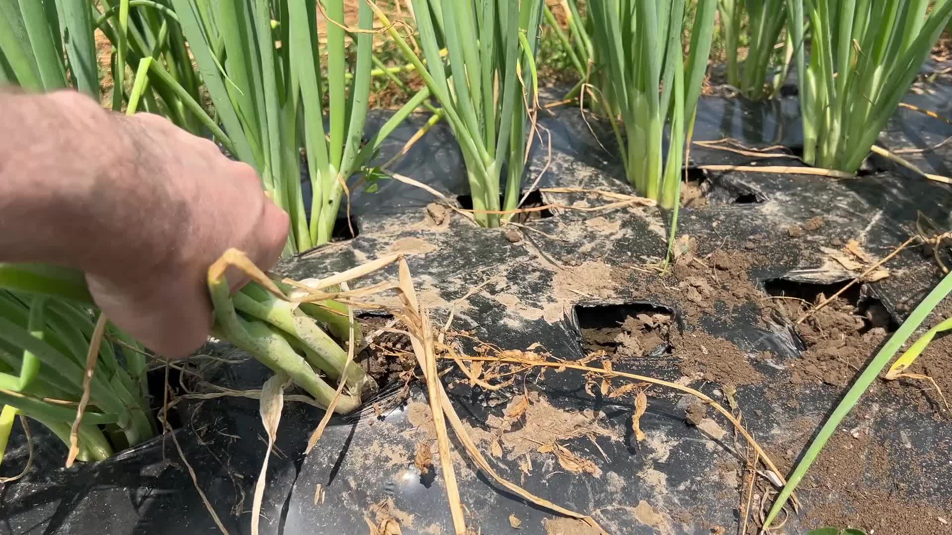 Agriculture in Canada - Onions