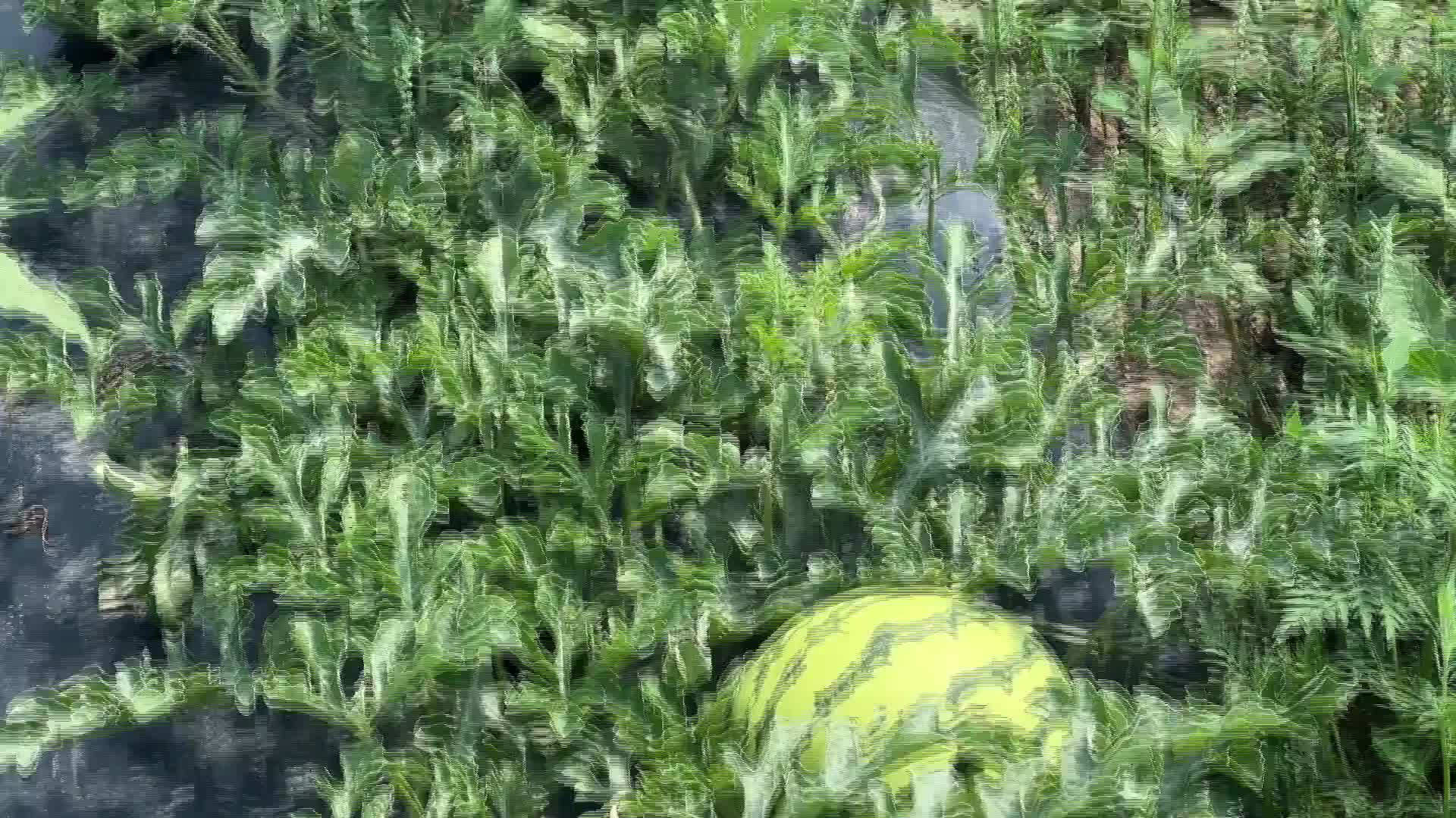 Watermelon farm - 08/09/2026