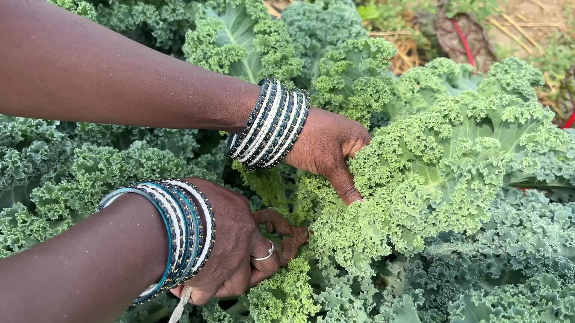 Kale