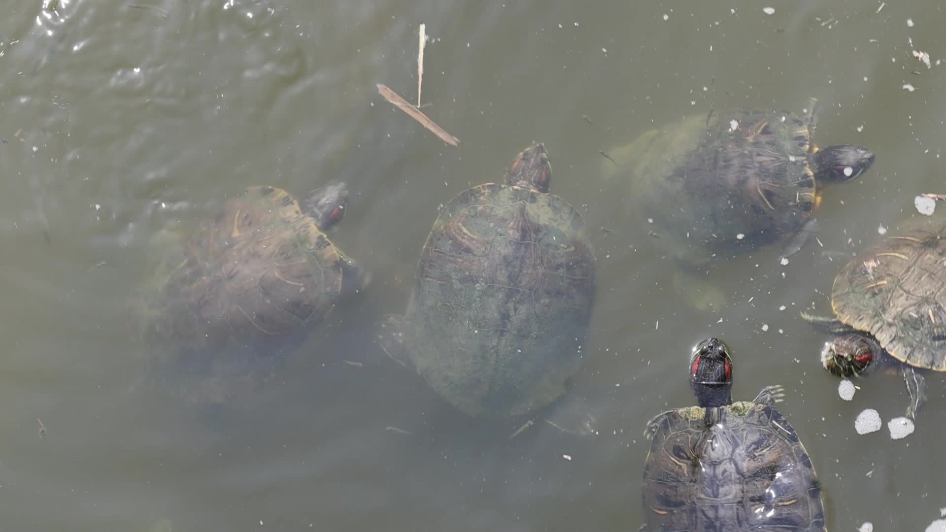 Invasive Turtles and Carp in the Llobregat Delta