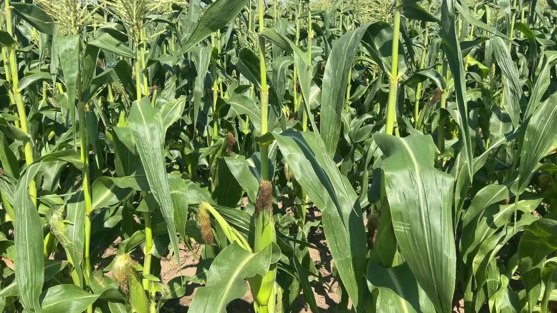 Agriculture in Canada
