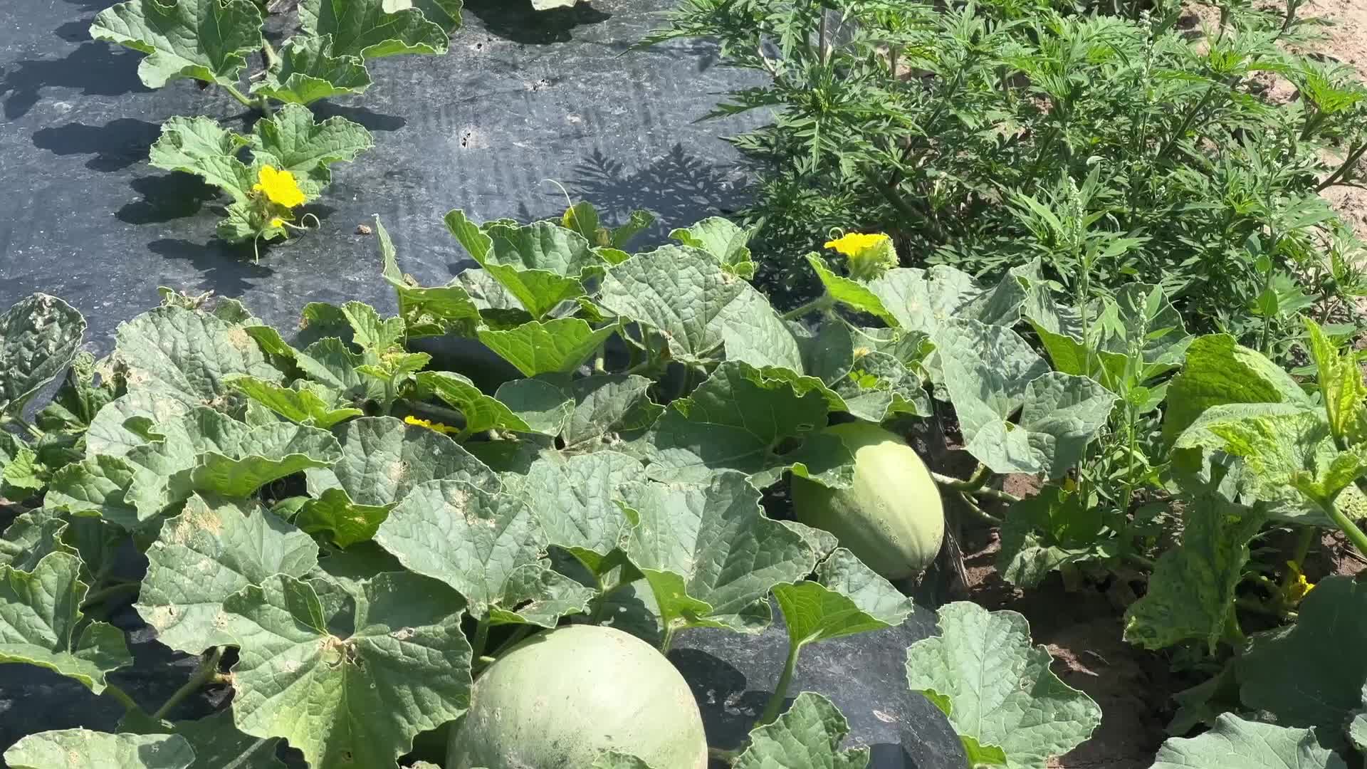 Agriculture in Canada