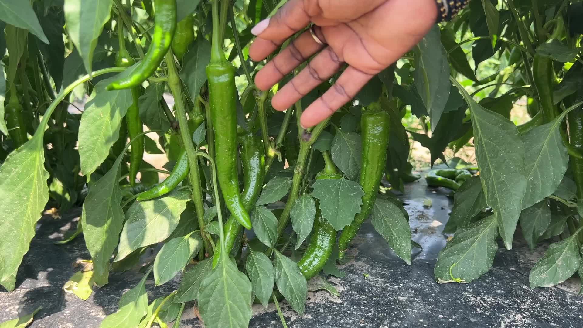 Agriculture in Canada