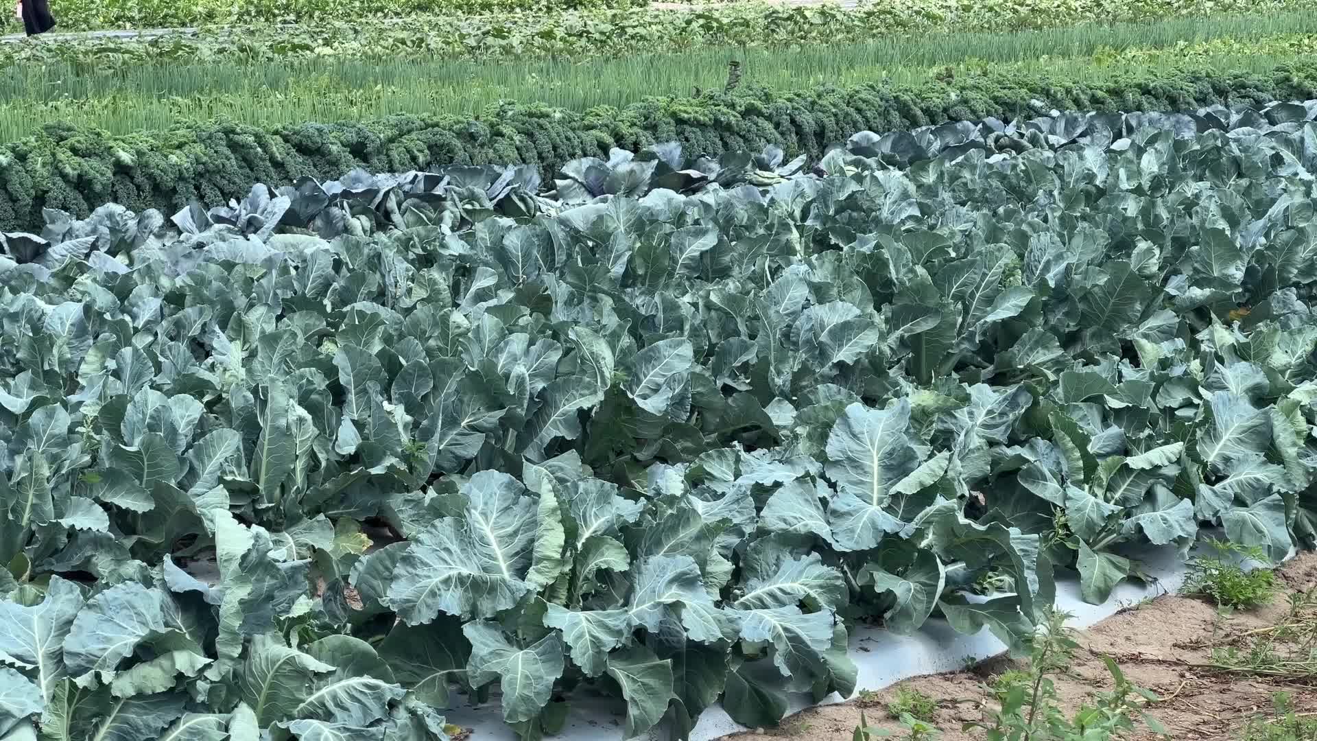 Agriculture in Canada