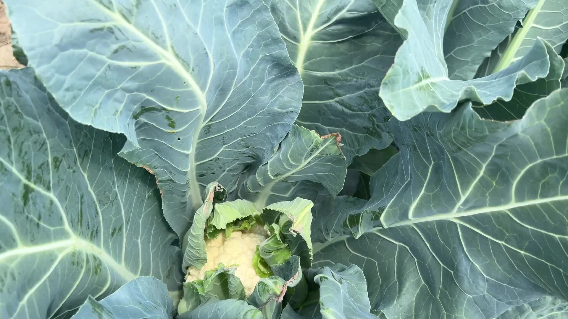 Agriculture in Canada