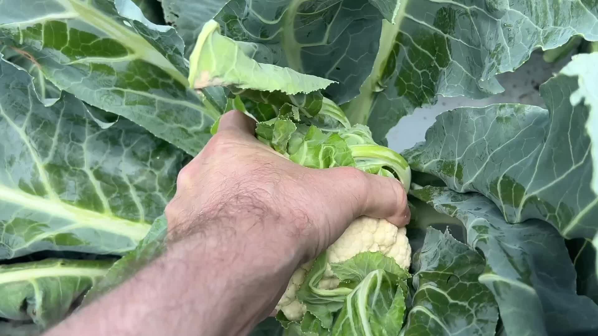 Agriculture in Canada
