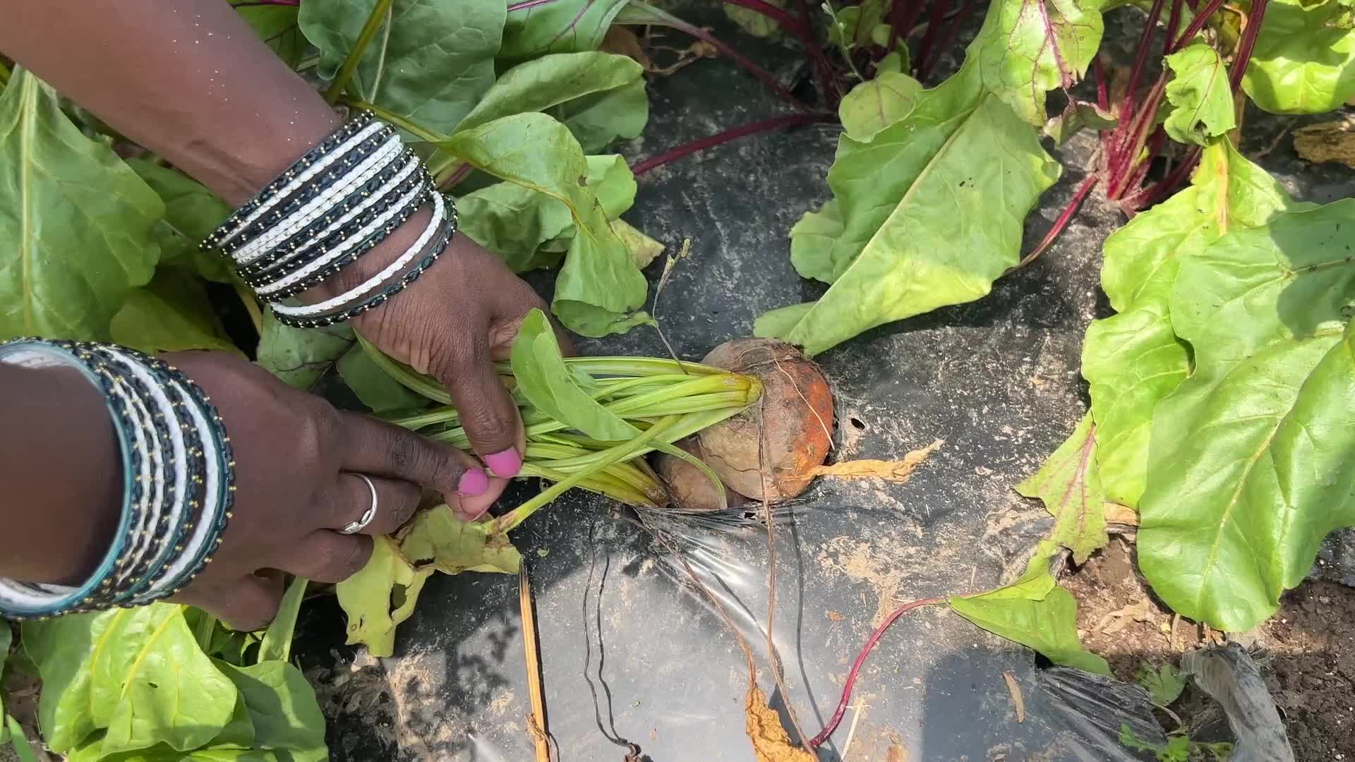 Agriculture in Canada