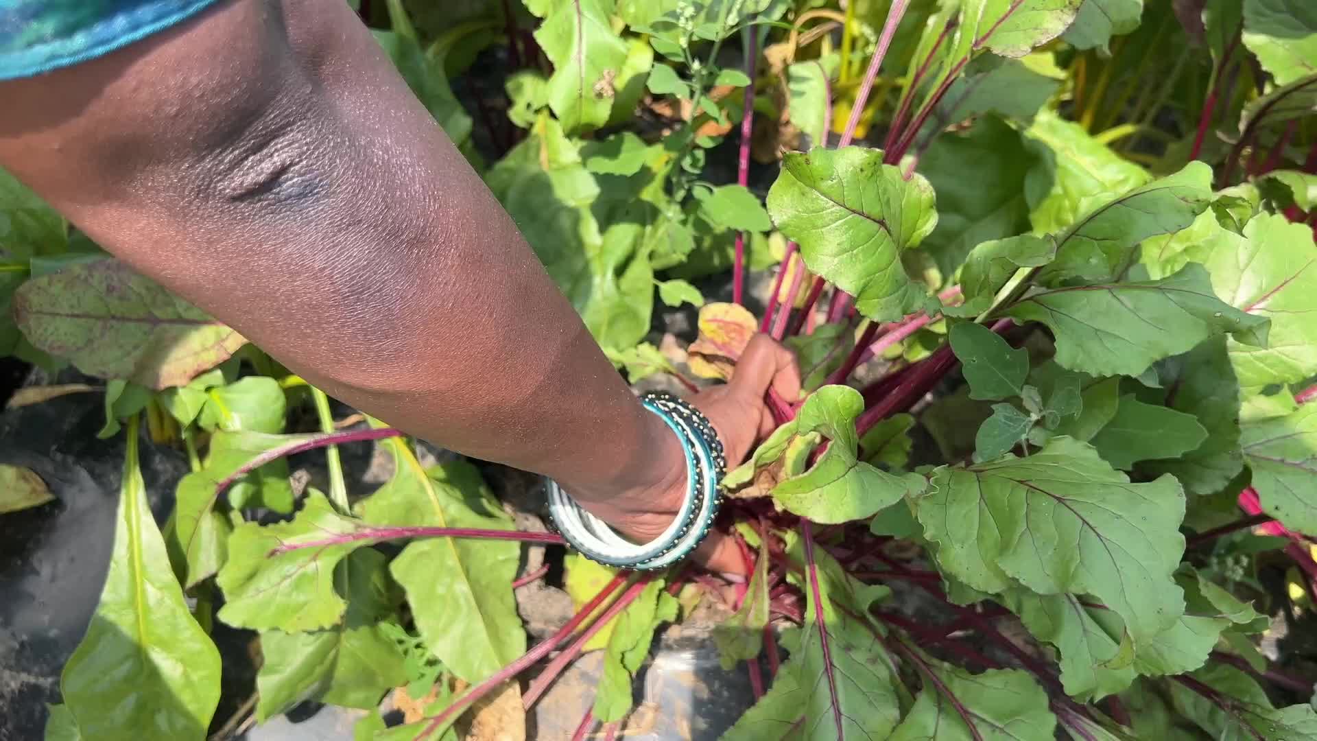 Agriculture in Canada