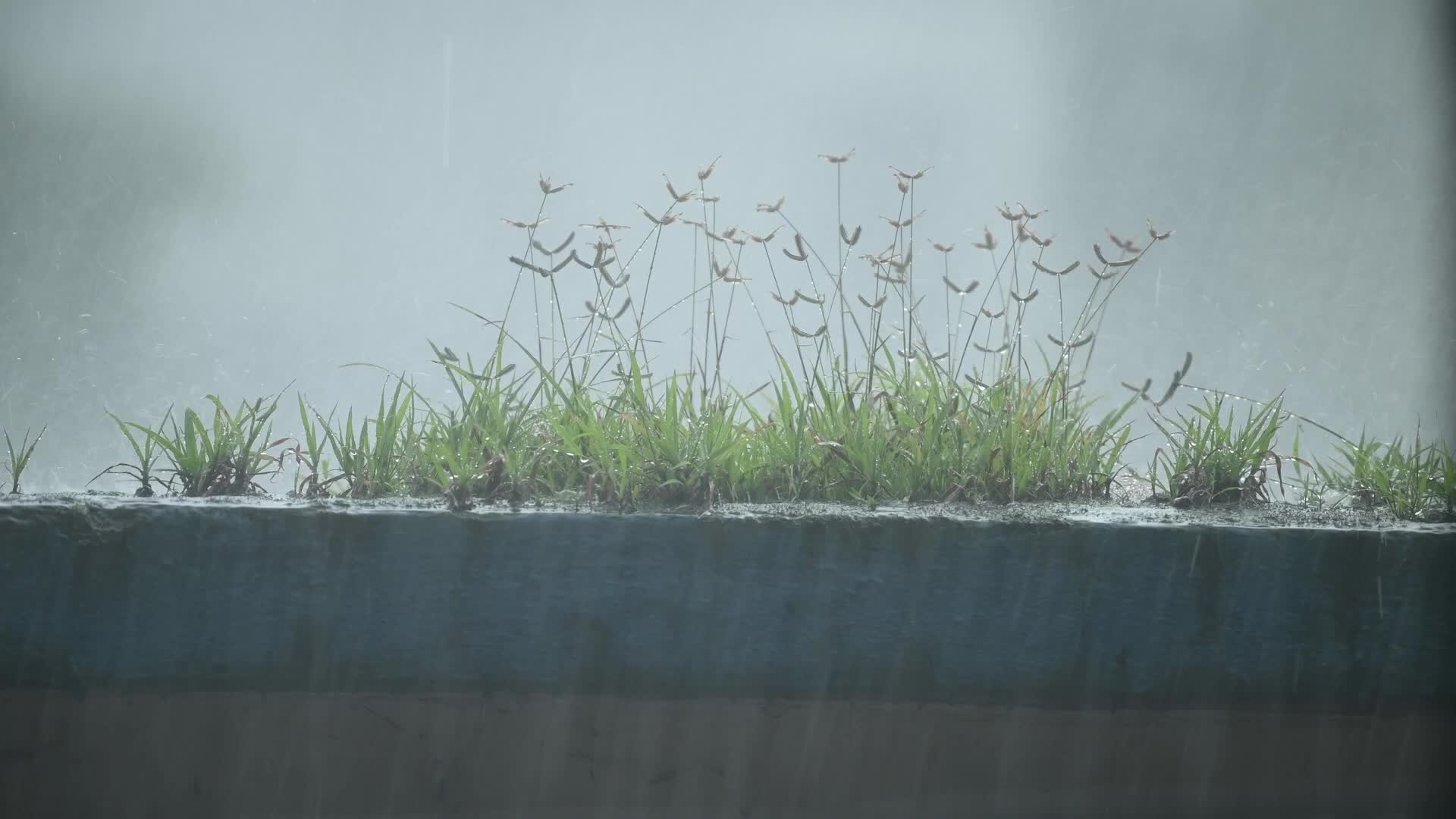 Monsoon rainfall in India
